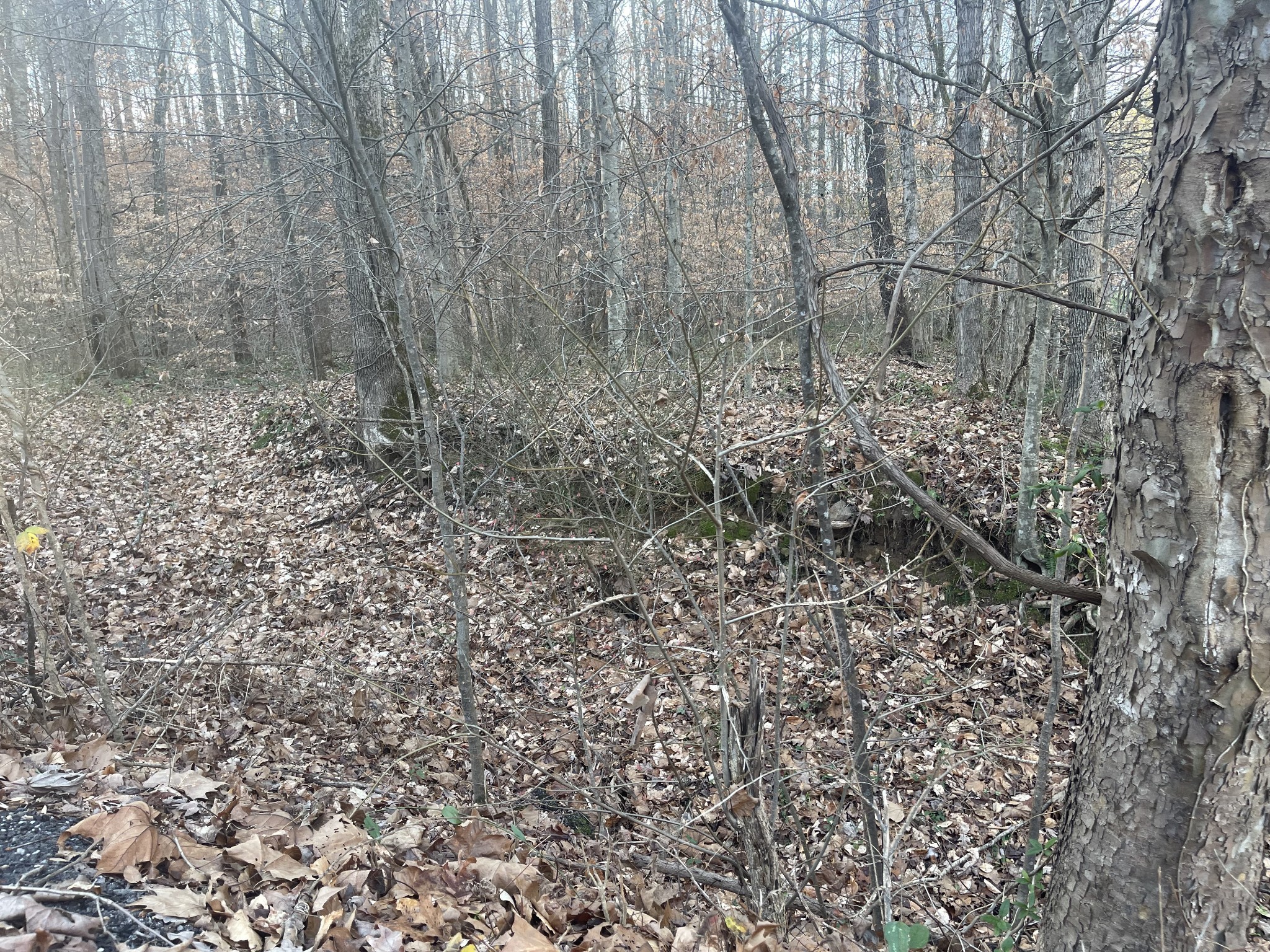 16 Autumn Trail