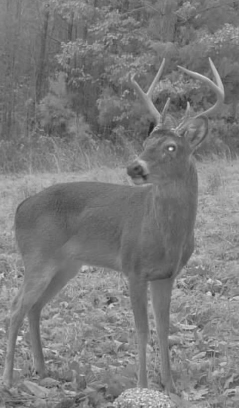 0 Allens Creek Rd Hohenwald TN 38462