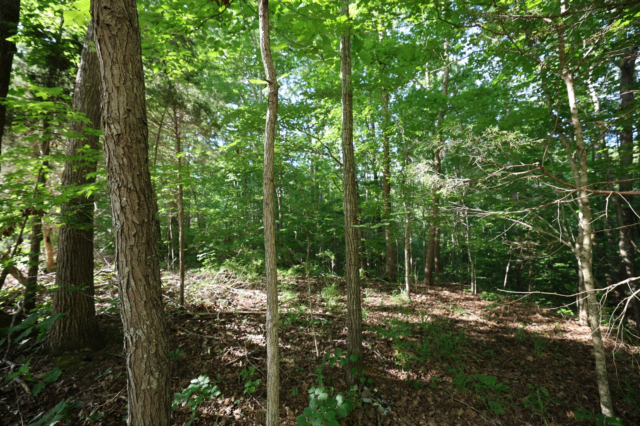 21 Holcomb Cir