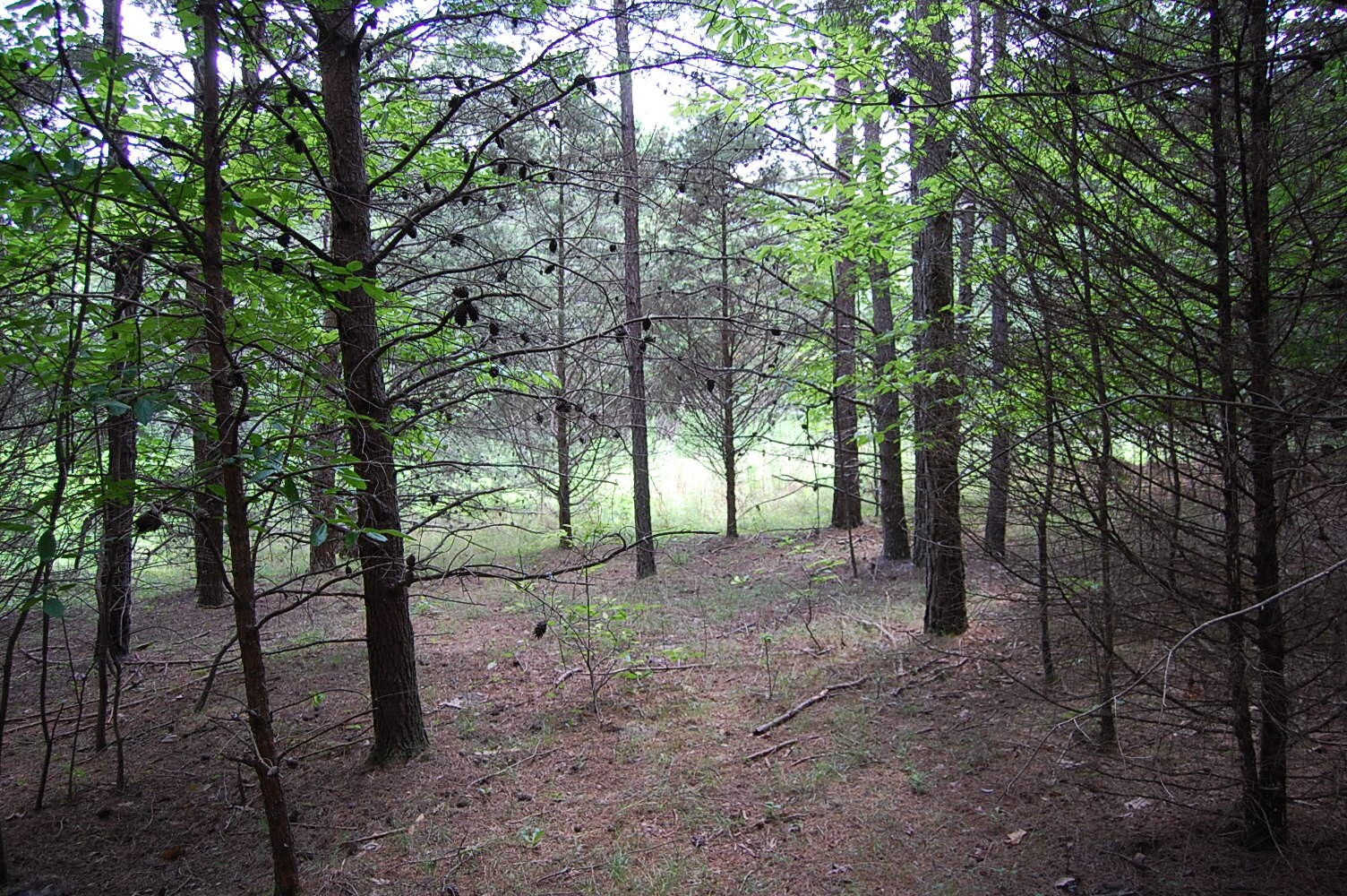 36 Stone Creek Trail