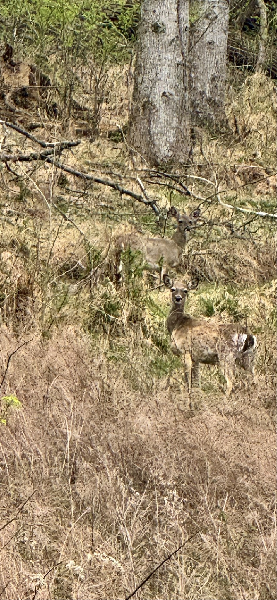 92 Defeated Creek Hwy