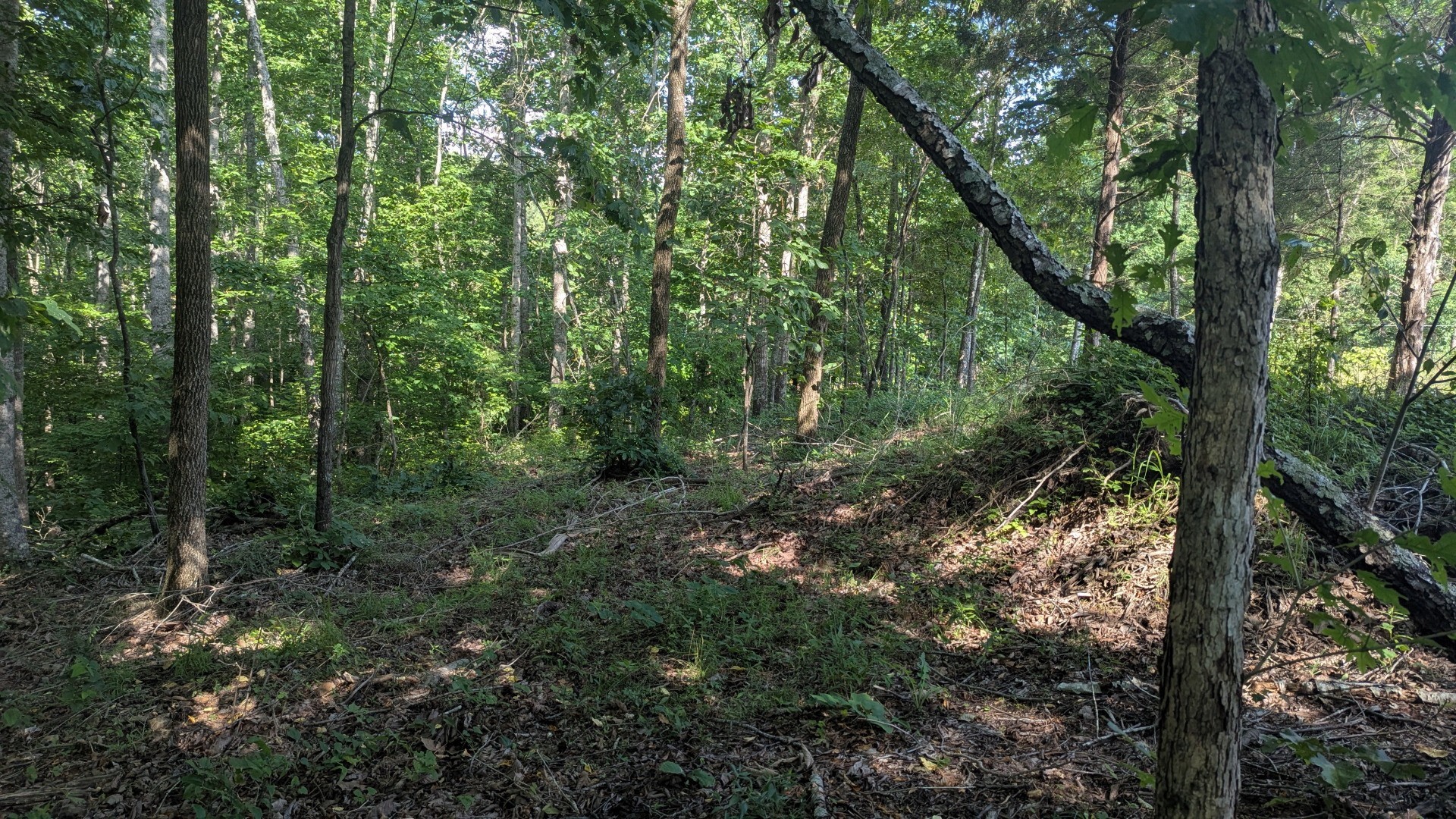 4439 Old Hohenwald Rd