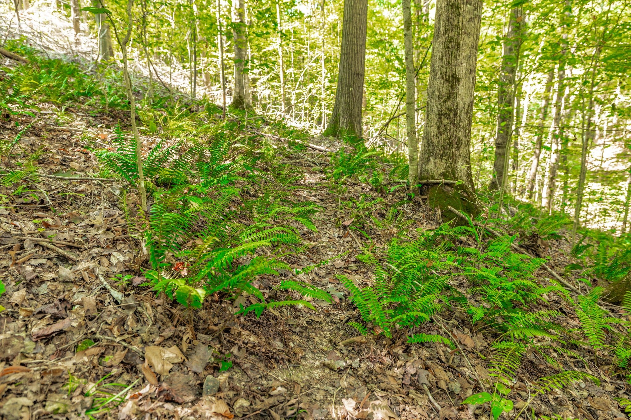 0 Spring Hollow Rd