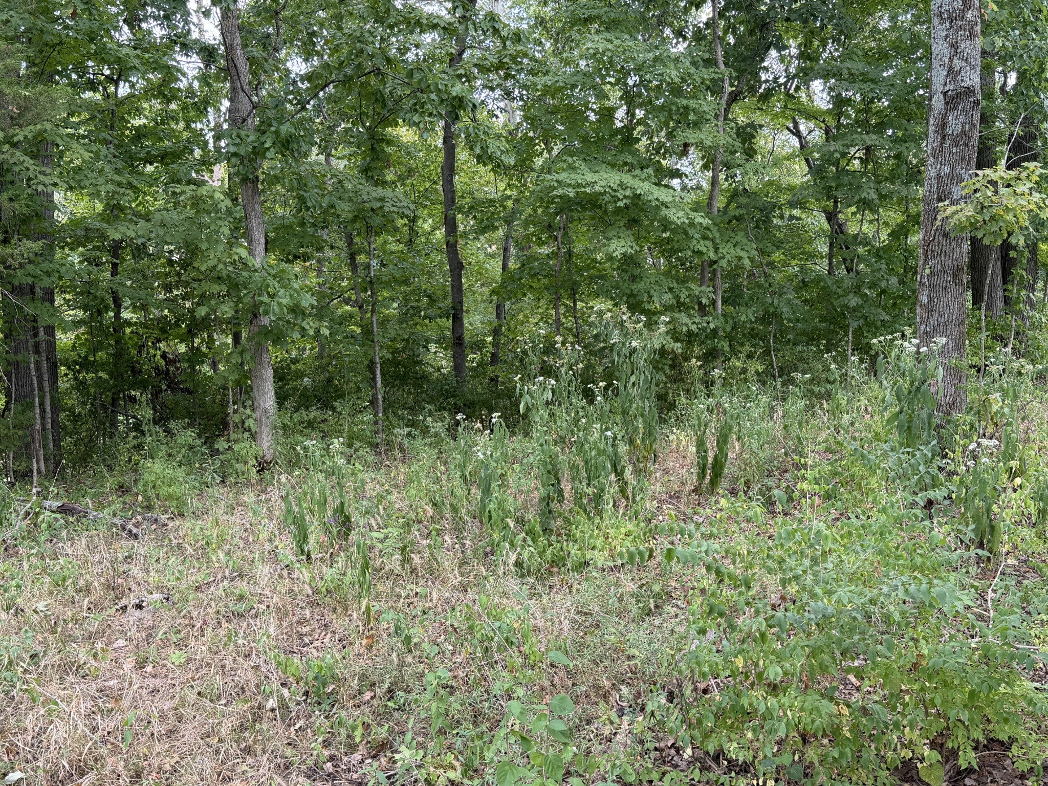 5022 Buena Vista Pike