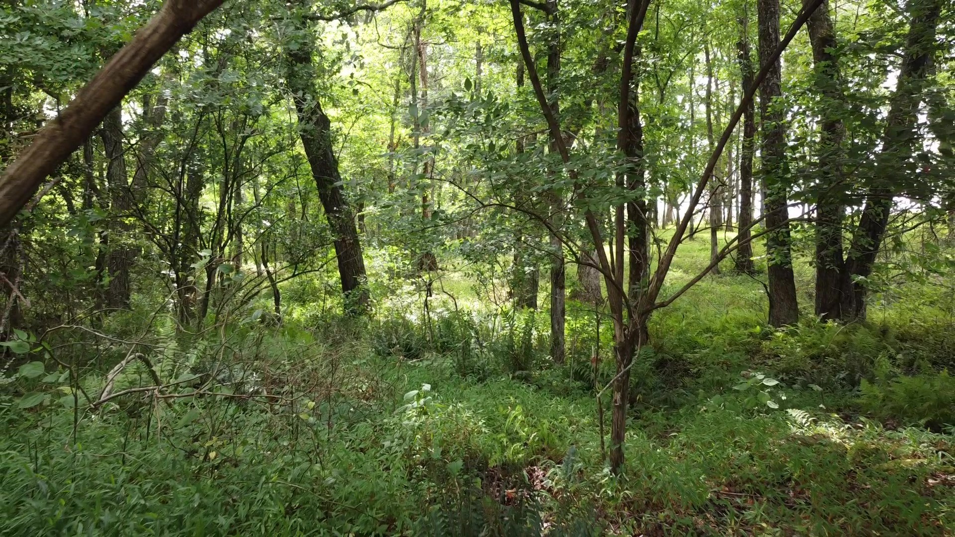 0 Bridle Trail