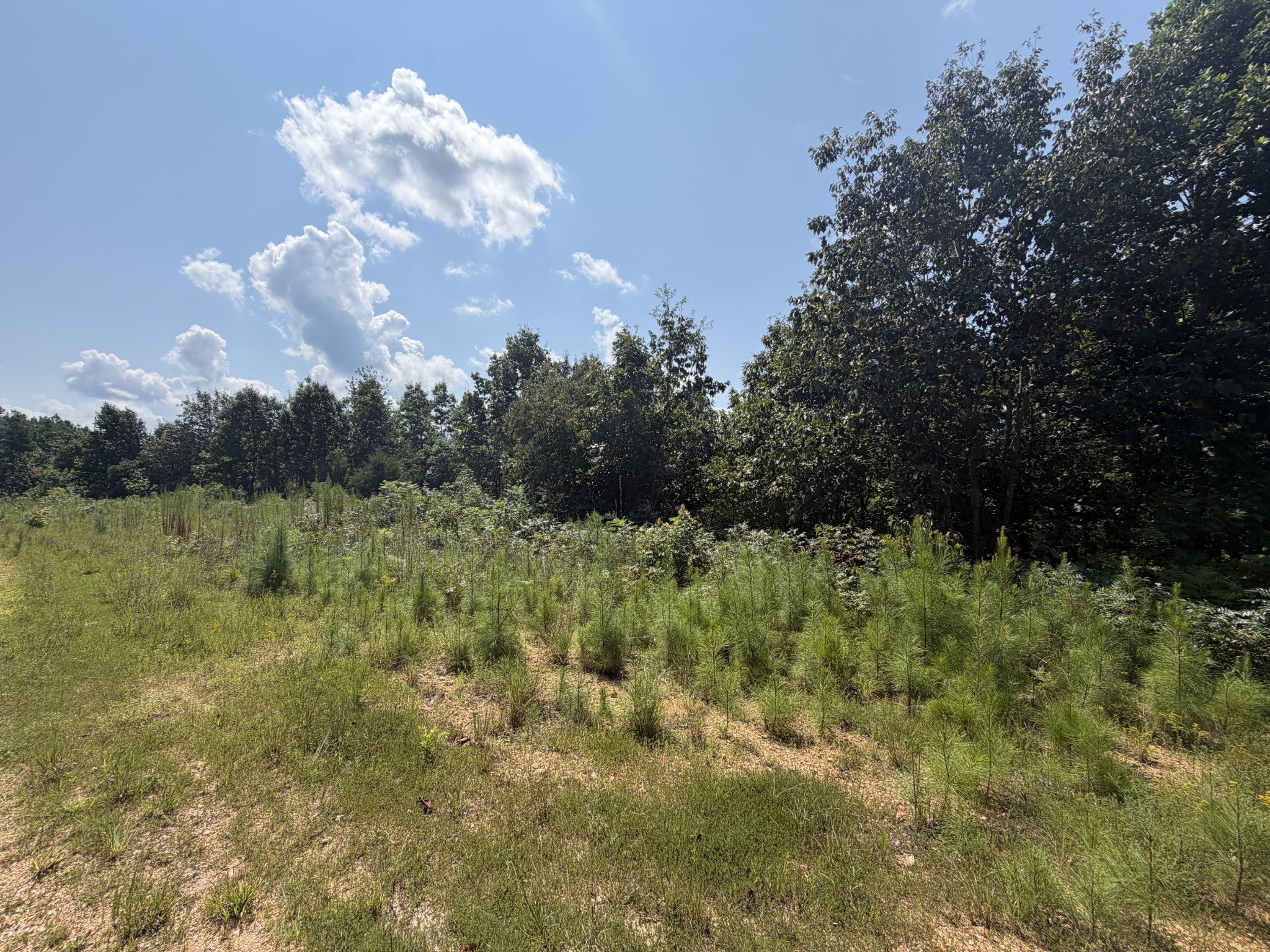0 Black Bear Trail