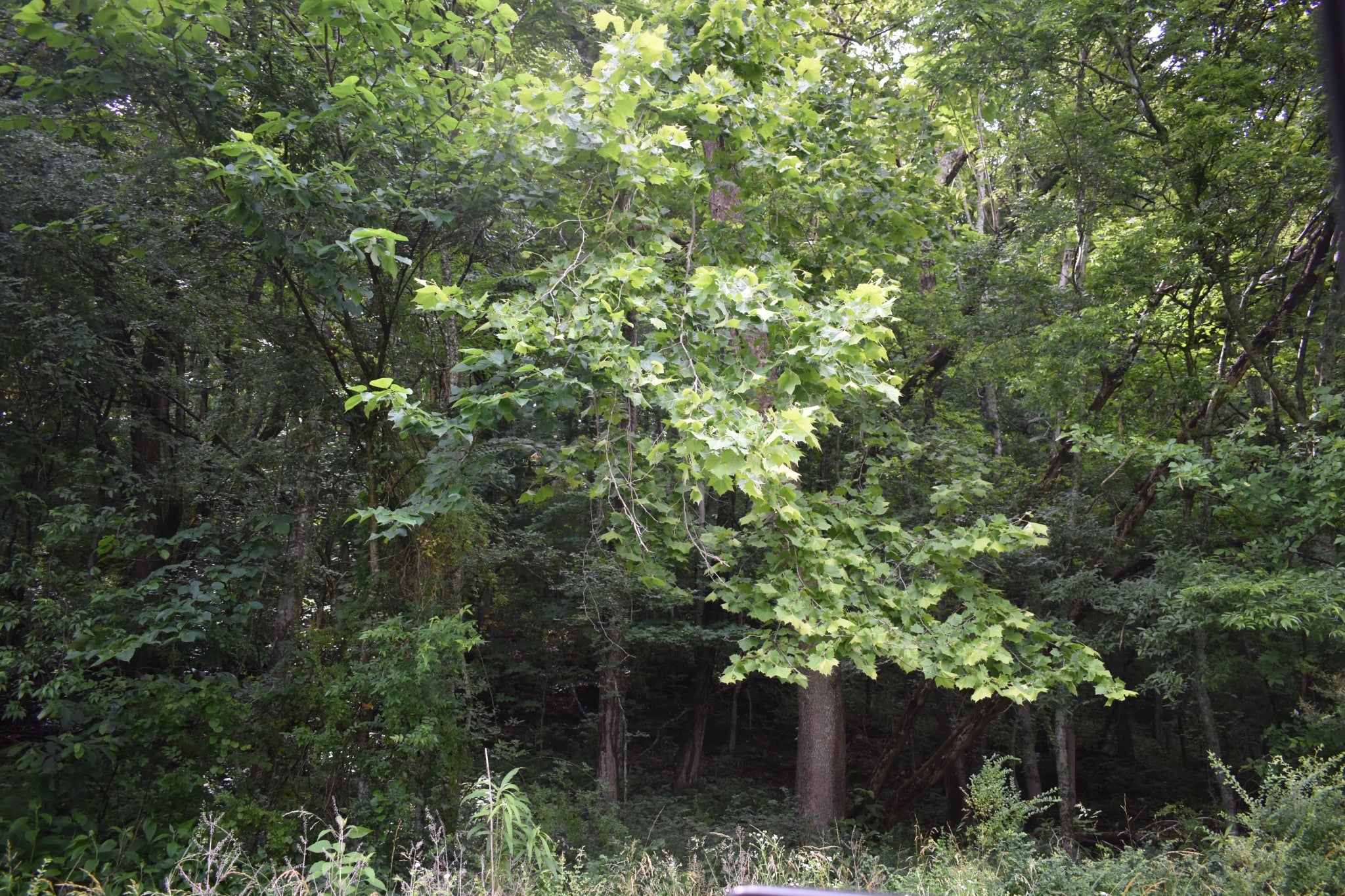 0 Pleasant Shade Hwy