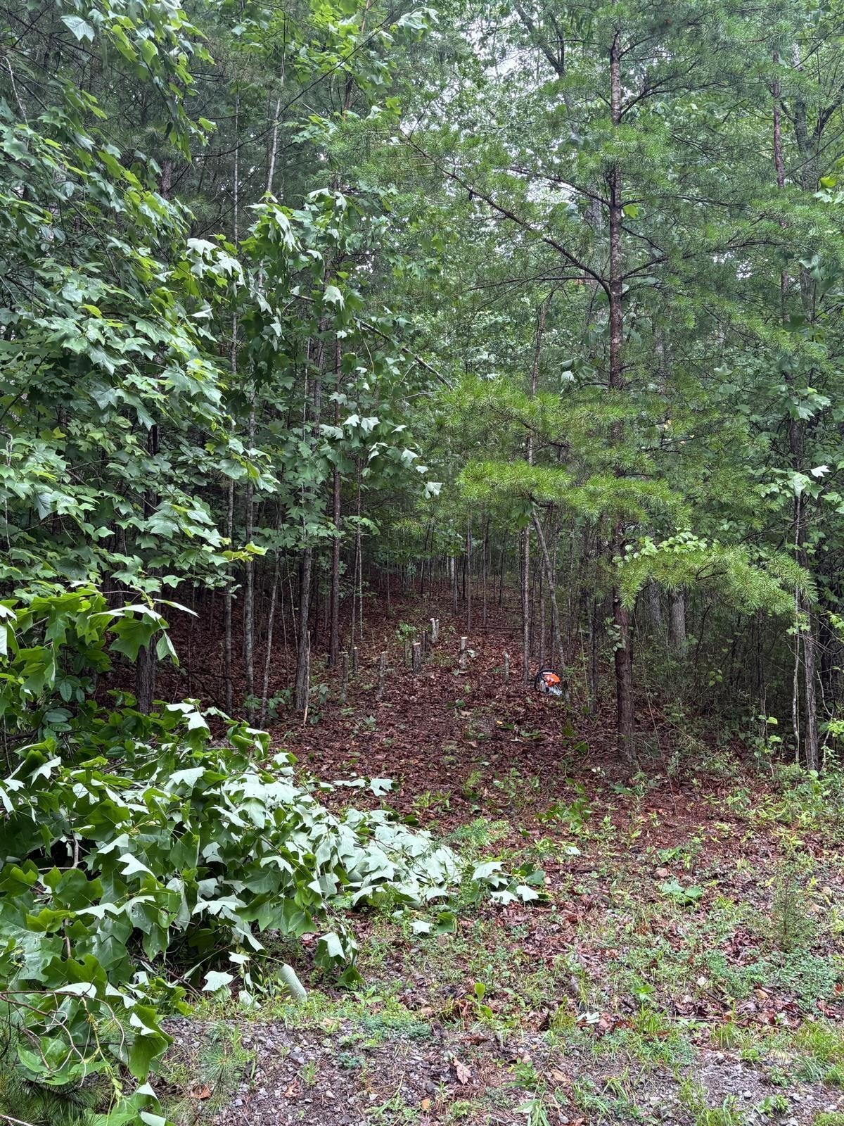 202 Deep Woods Drive