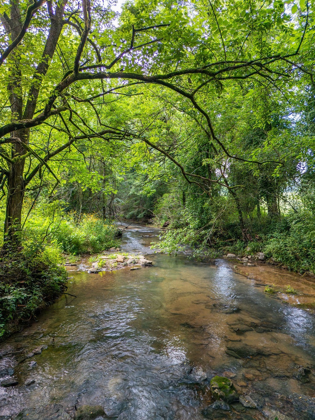 1485 Cornersville Hwy