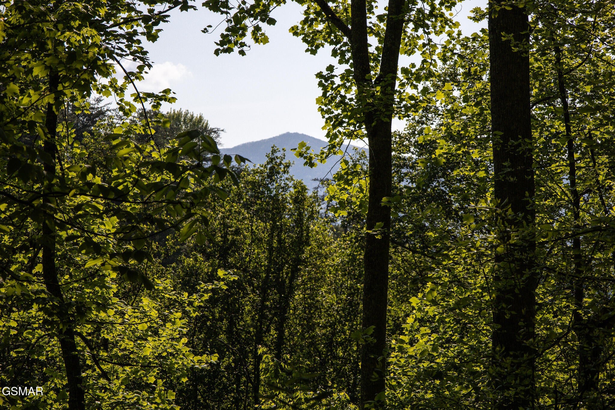 10171035 Big Buck Trail