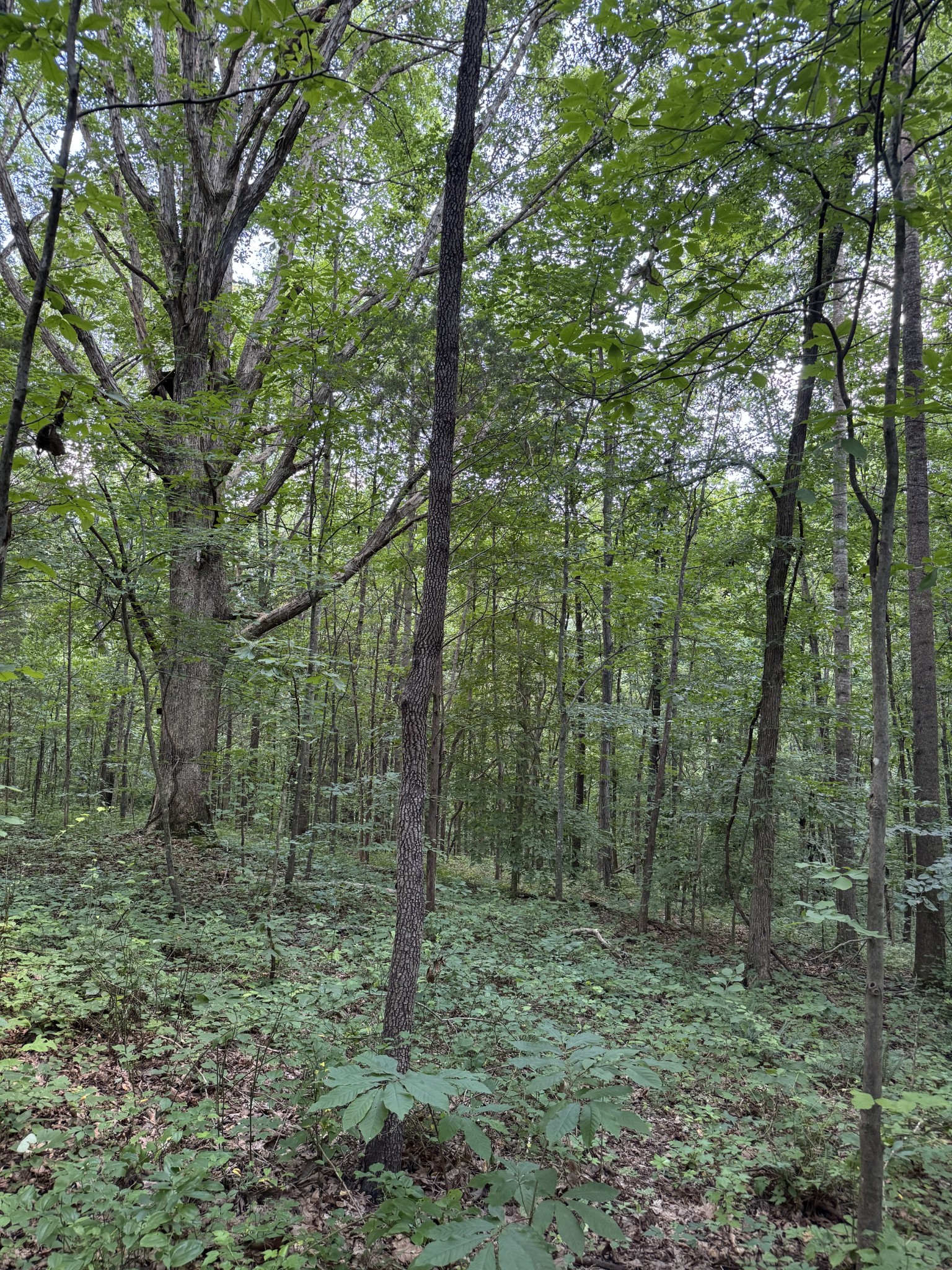 1137 Poplar Grove Rd