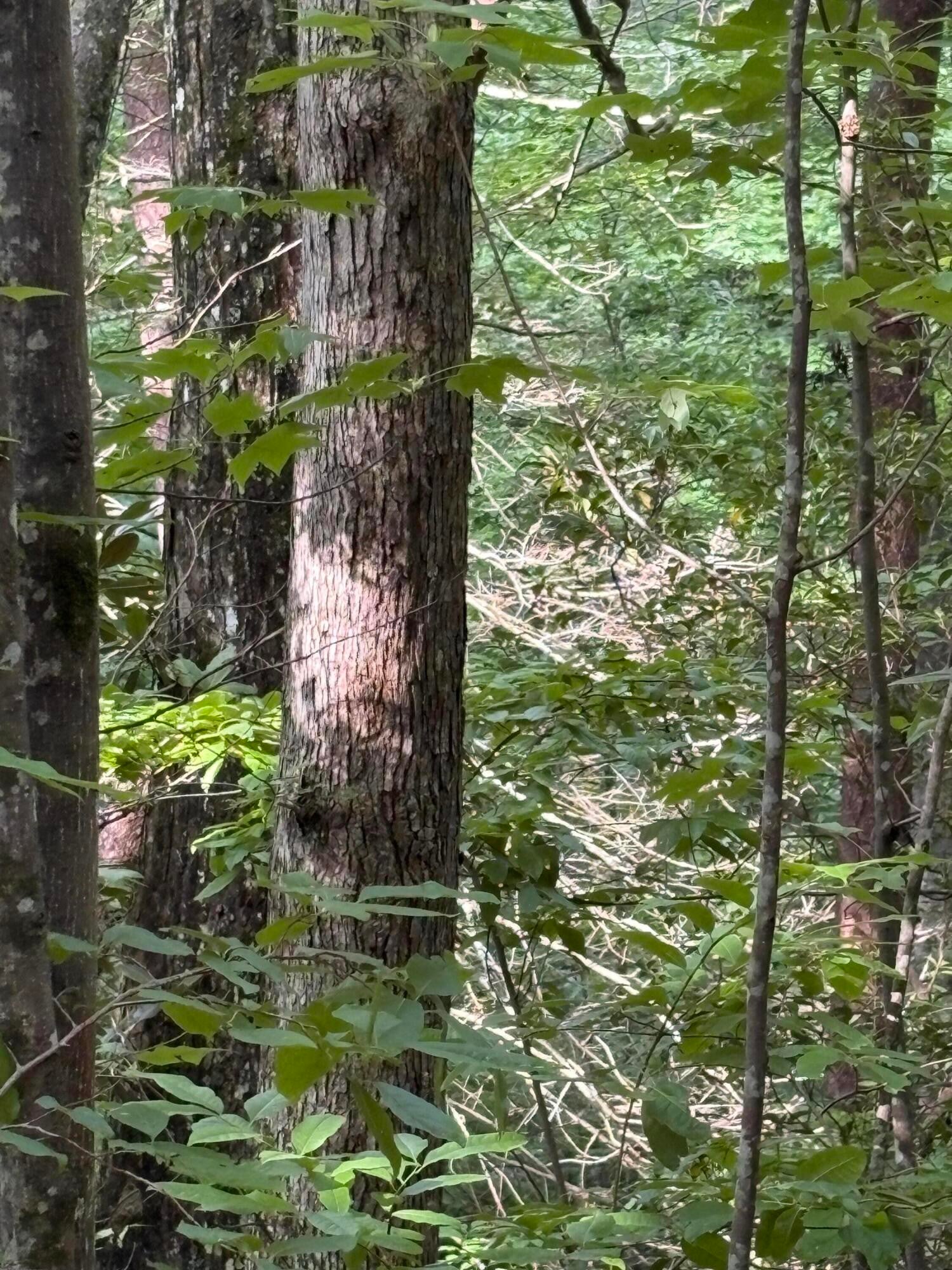 5 Old Furnace Road