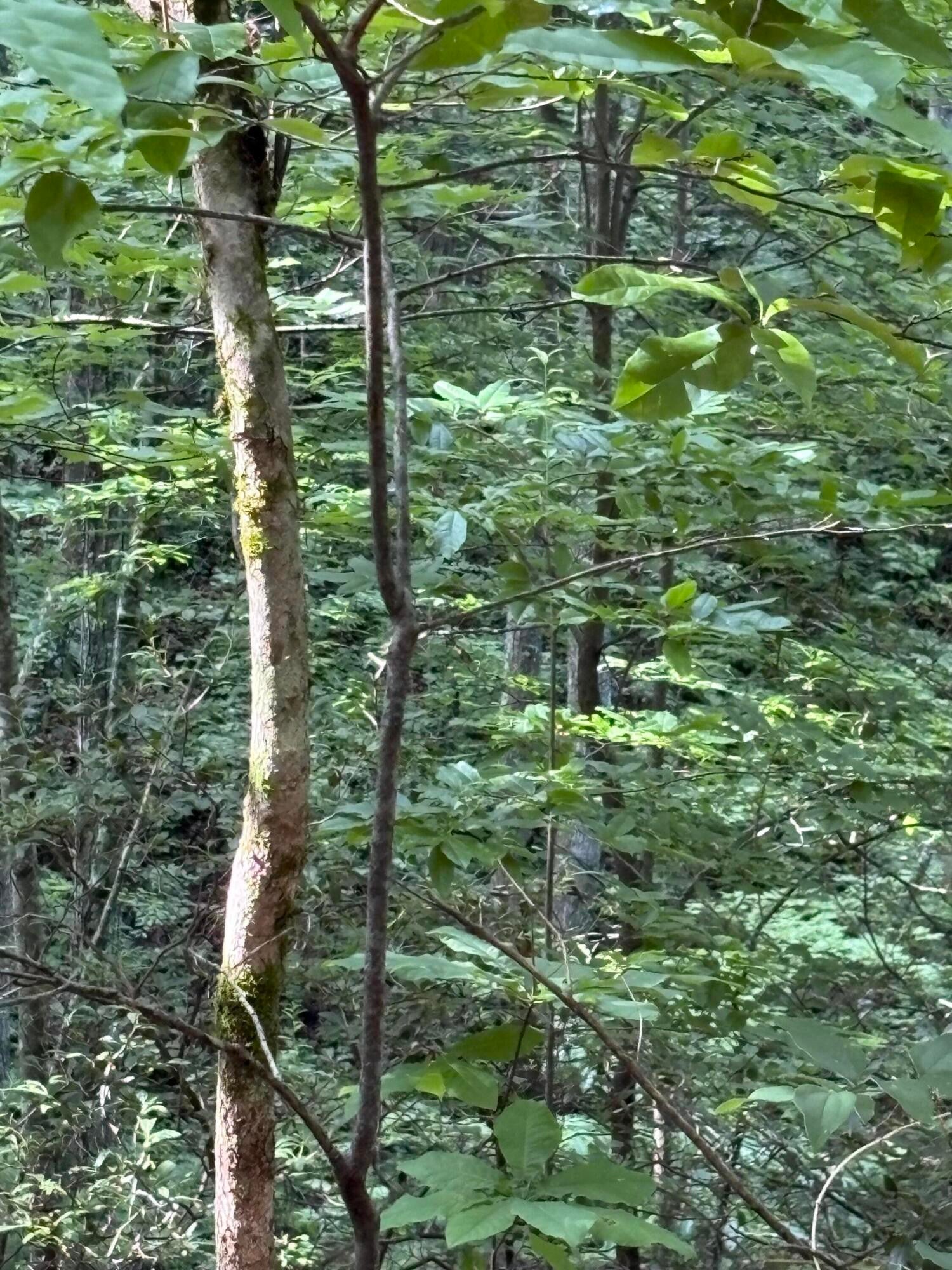 5 Old Furnace Road