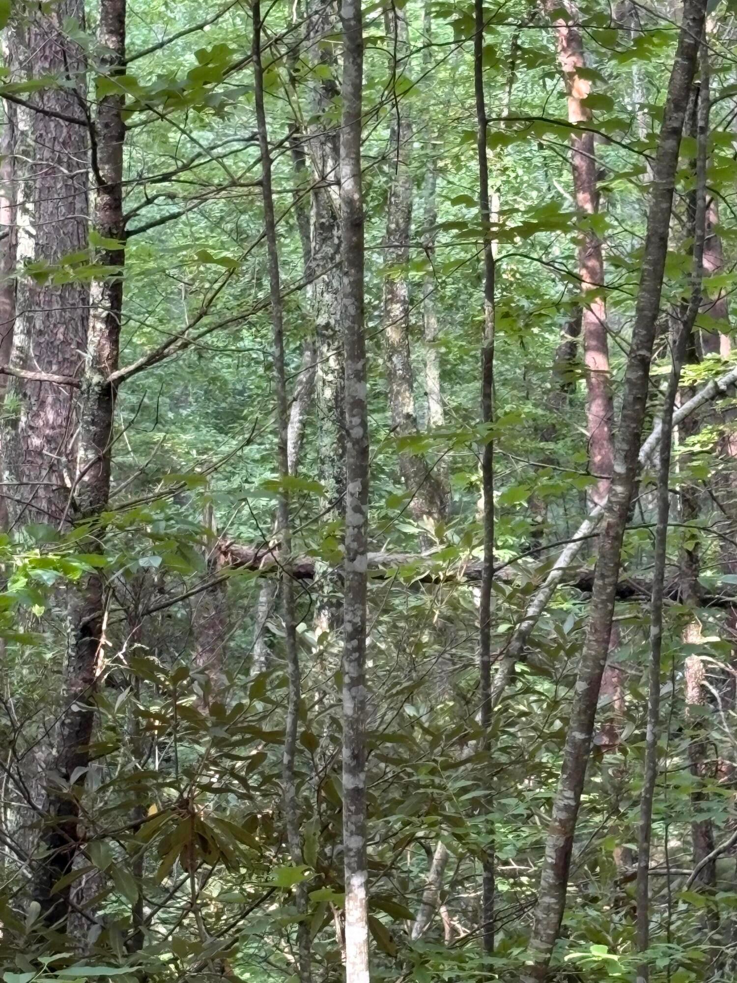 5 Old Furnace Road