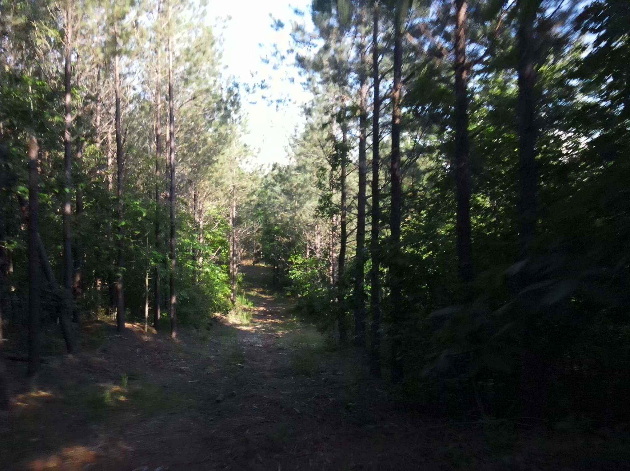 2932 Old Hohenwald Rd