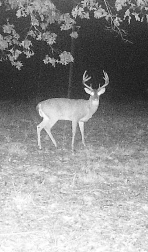 0 Treadwell Prong Rd Linden TN 37096