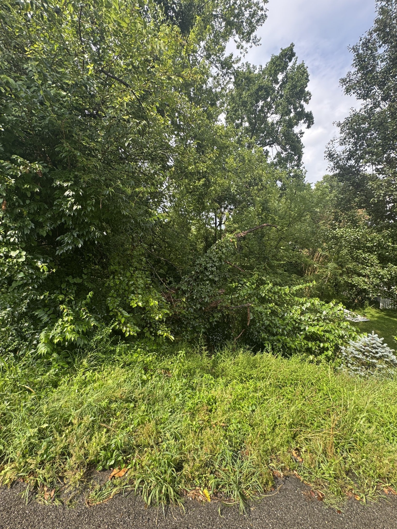 1295 Sunnymeade Drive