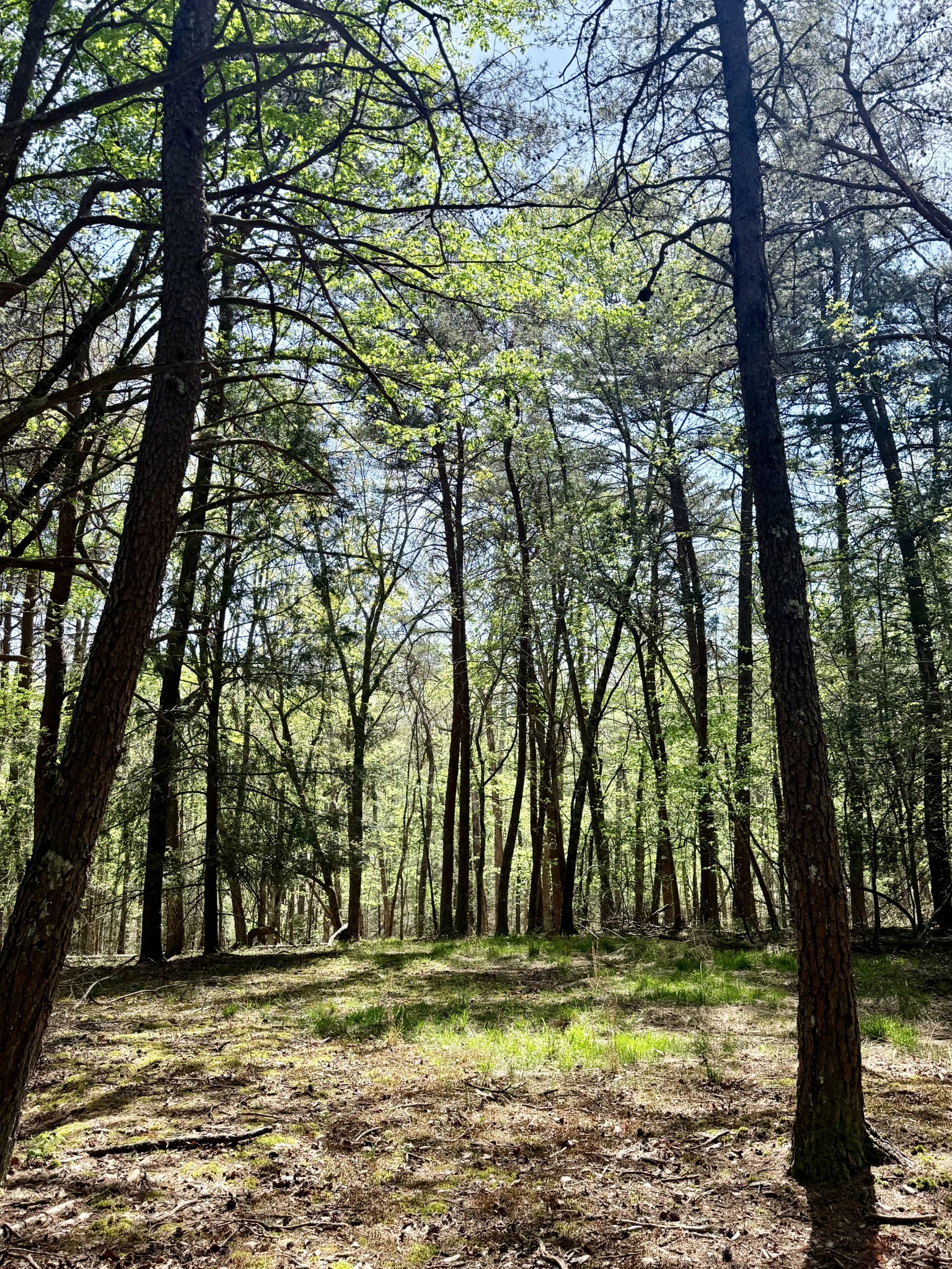 0 Timberwood Trace Lot 310