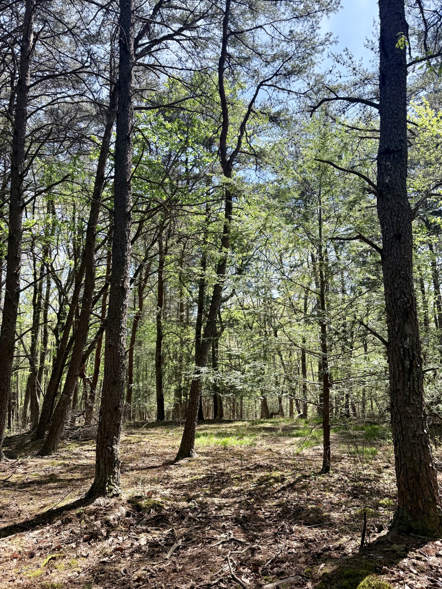 0 Timberwood Trace Lot 310