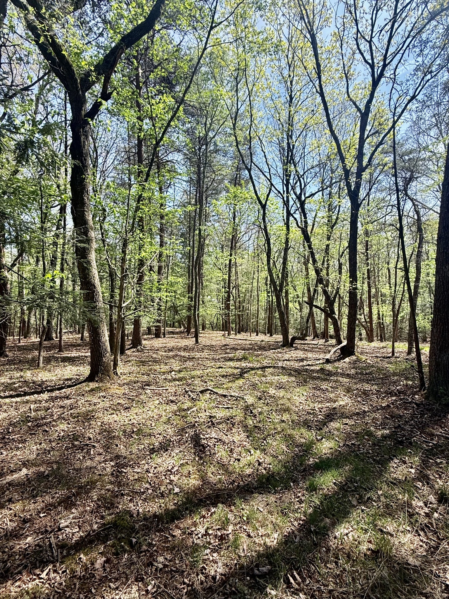 0 Timberwood Trace Lot 310