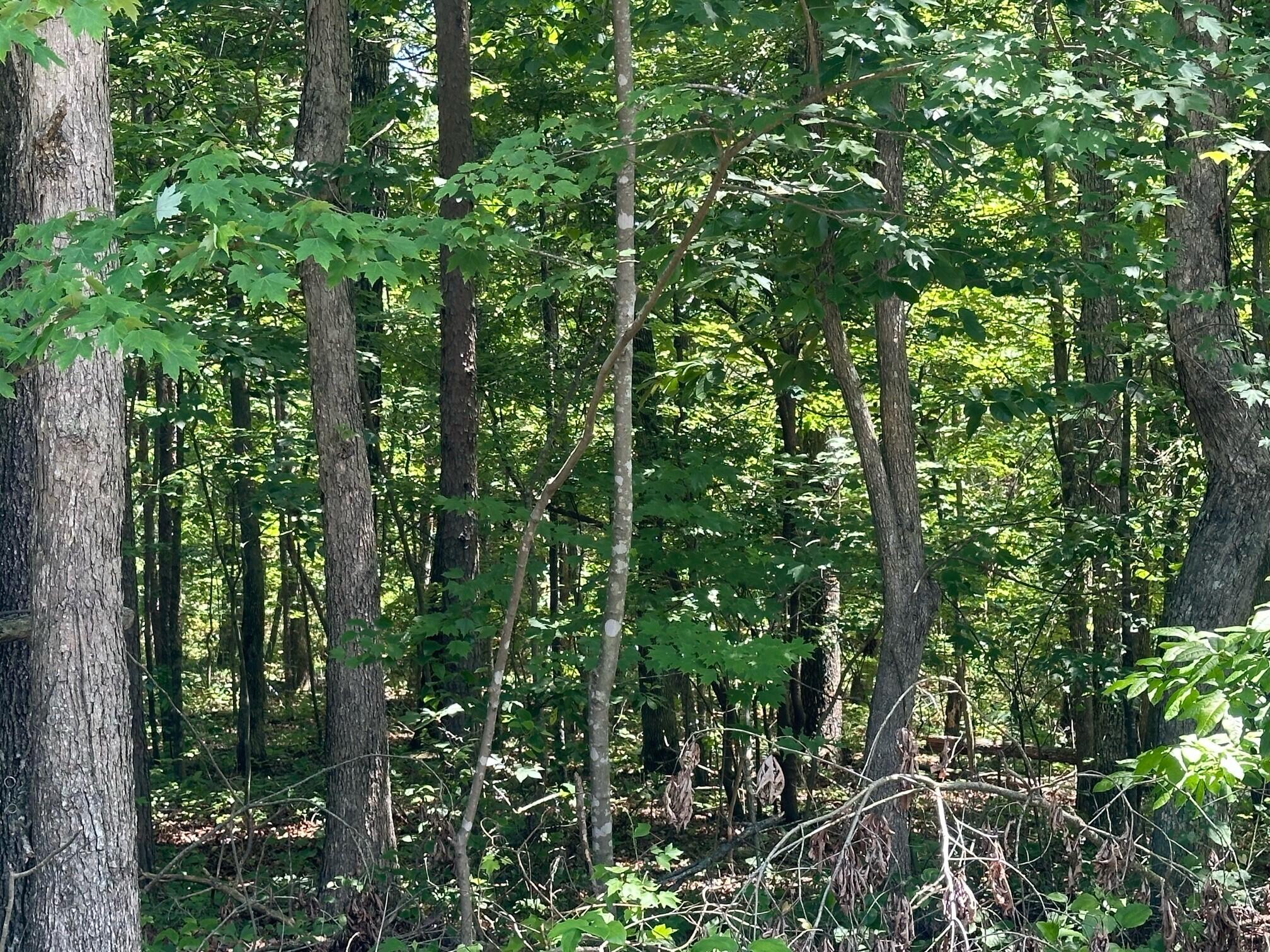 Lot 189 Kyuga Drive #189, South Pittsburg, Tennessee image 1