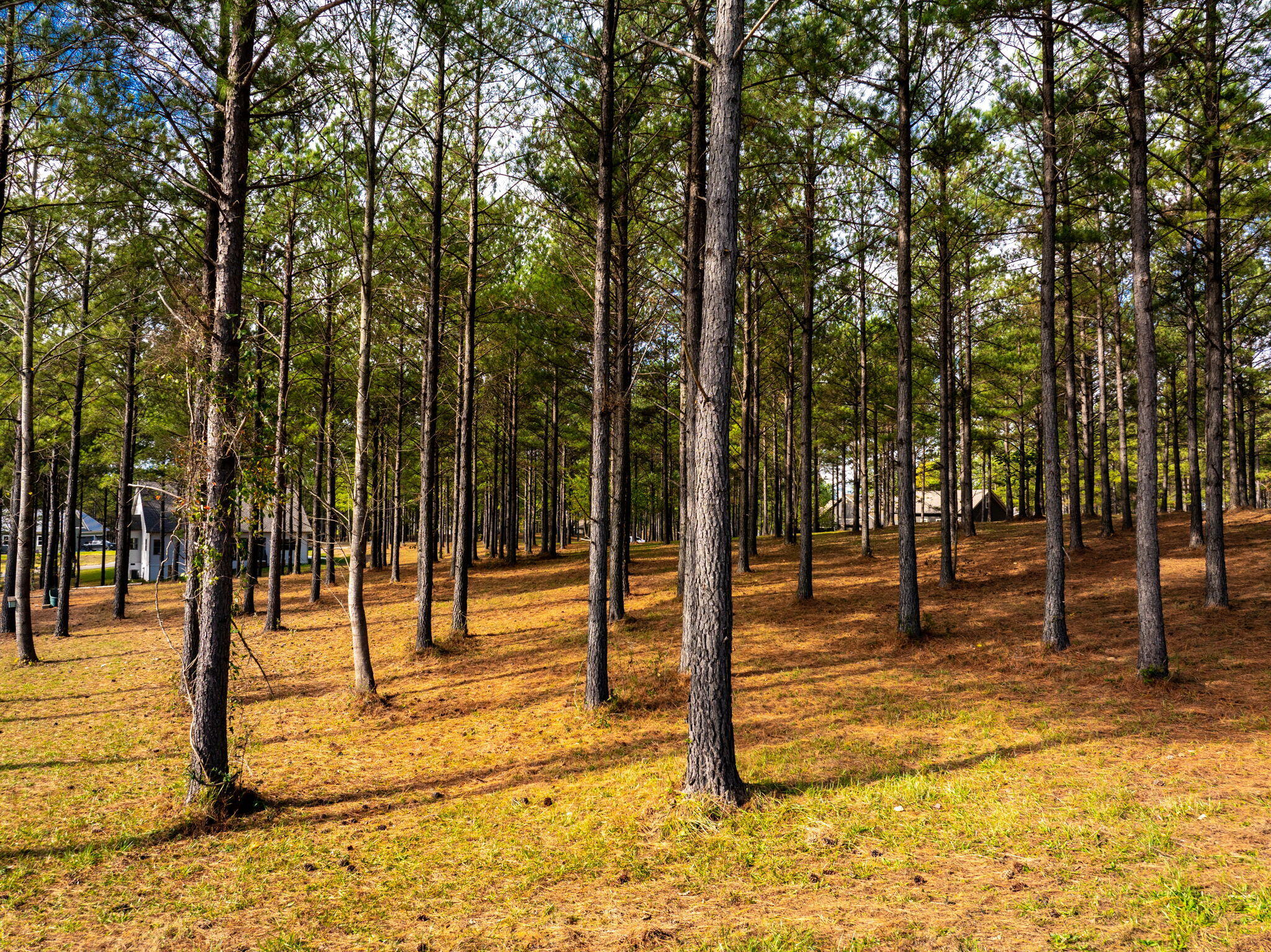 Deer Ridge Point, Jasper, Tennessee image 22