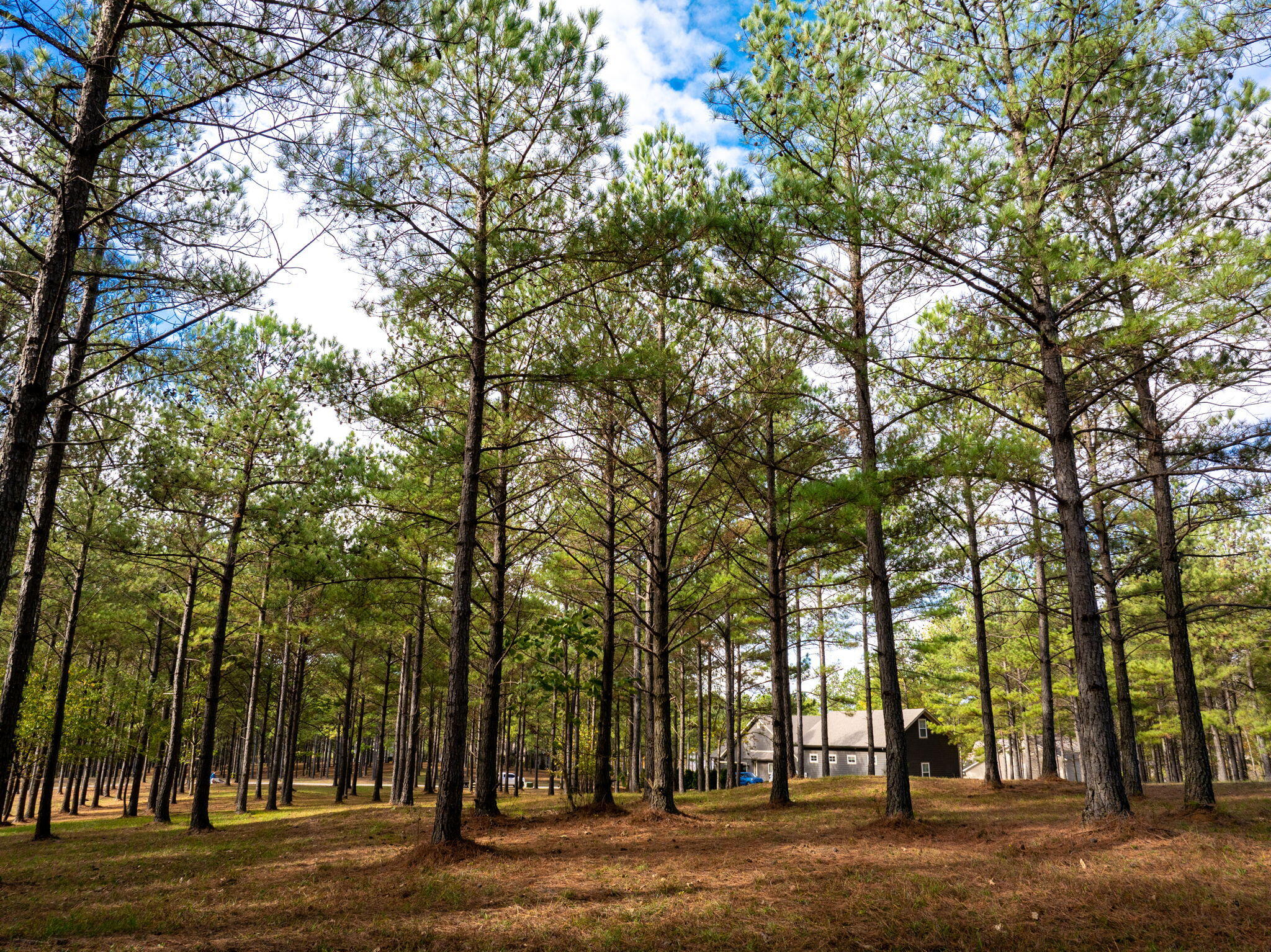 Deer Ridge Point, Jasper, Tennessee image 19
