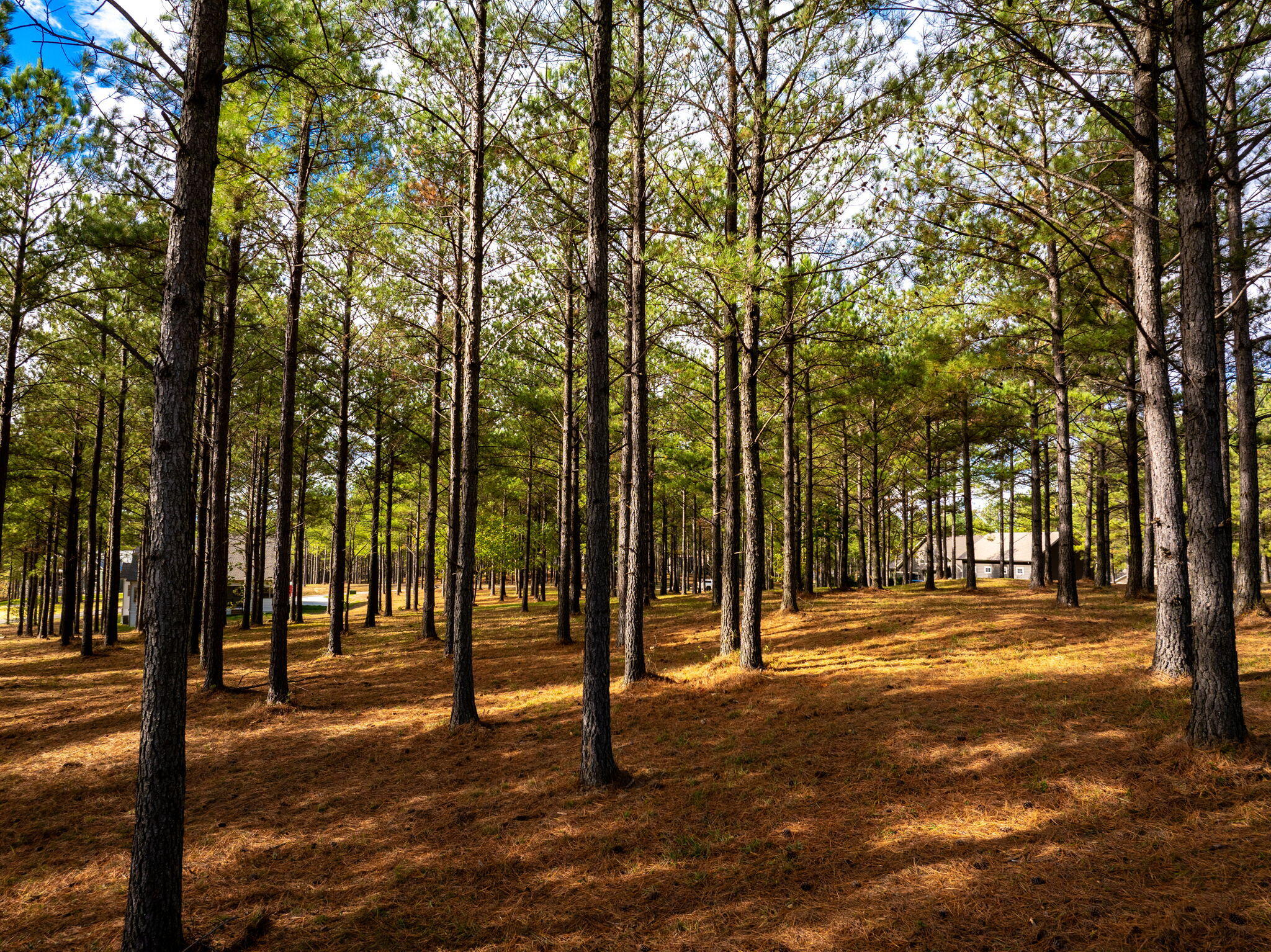 Deer Ridge Point, Jasper, Tennessee image 21
