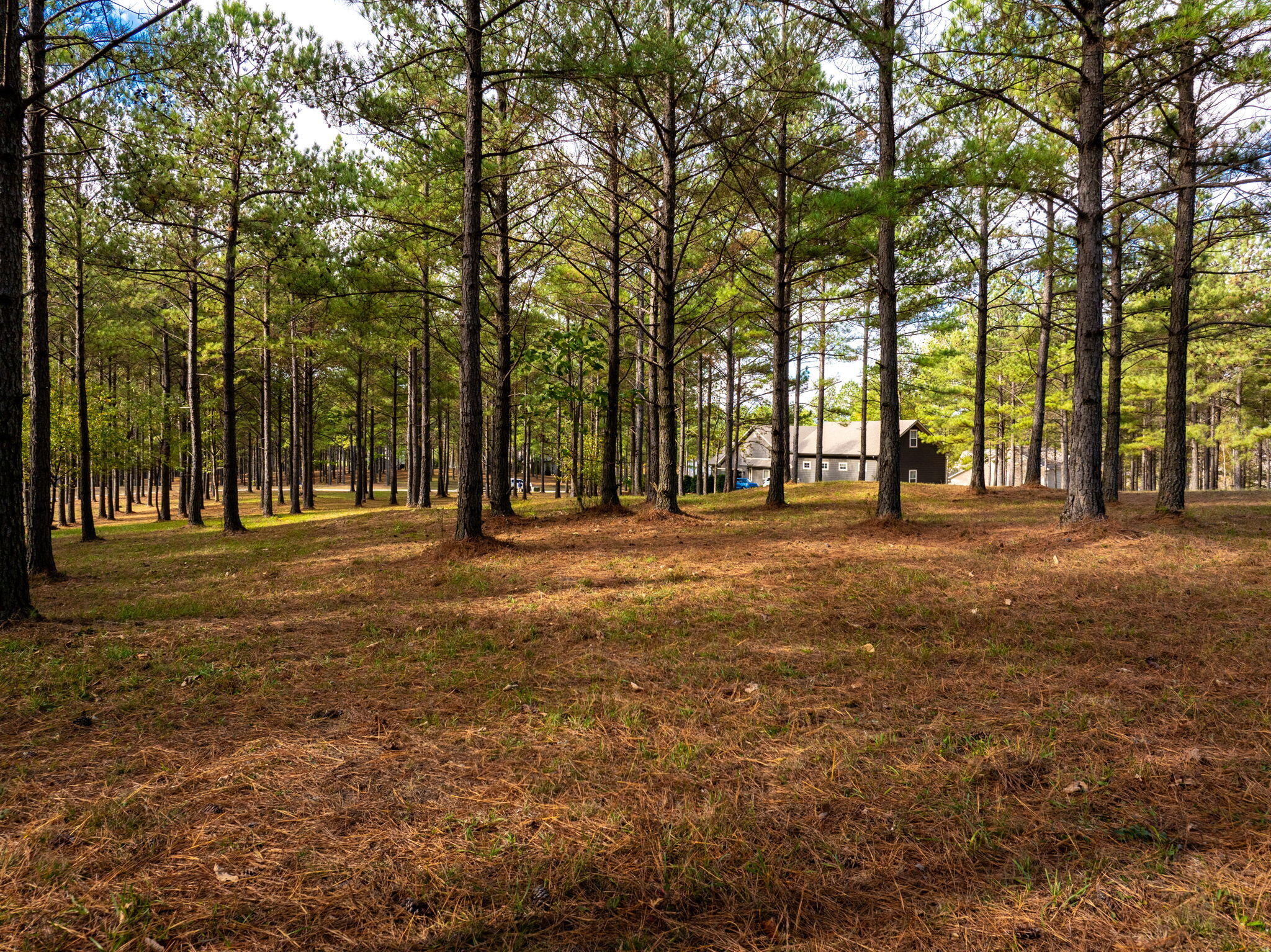Deer Ridge Point, Jasper, Tennessee image 18