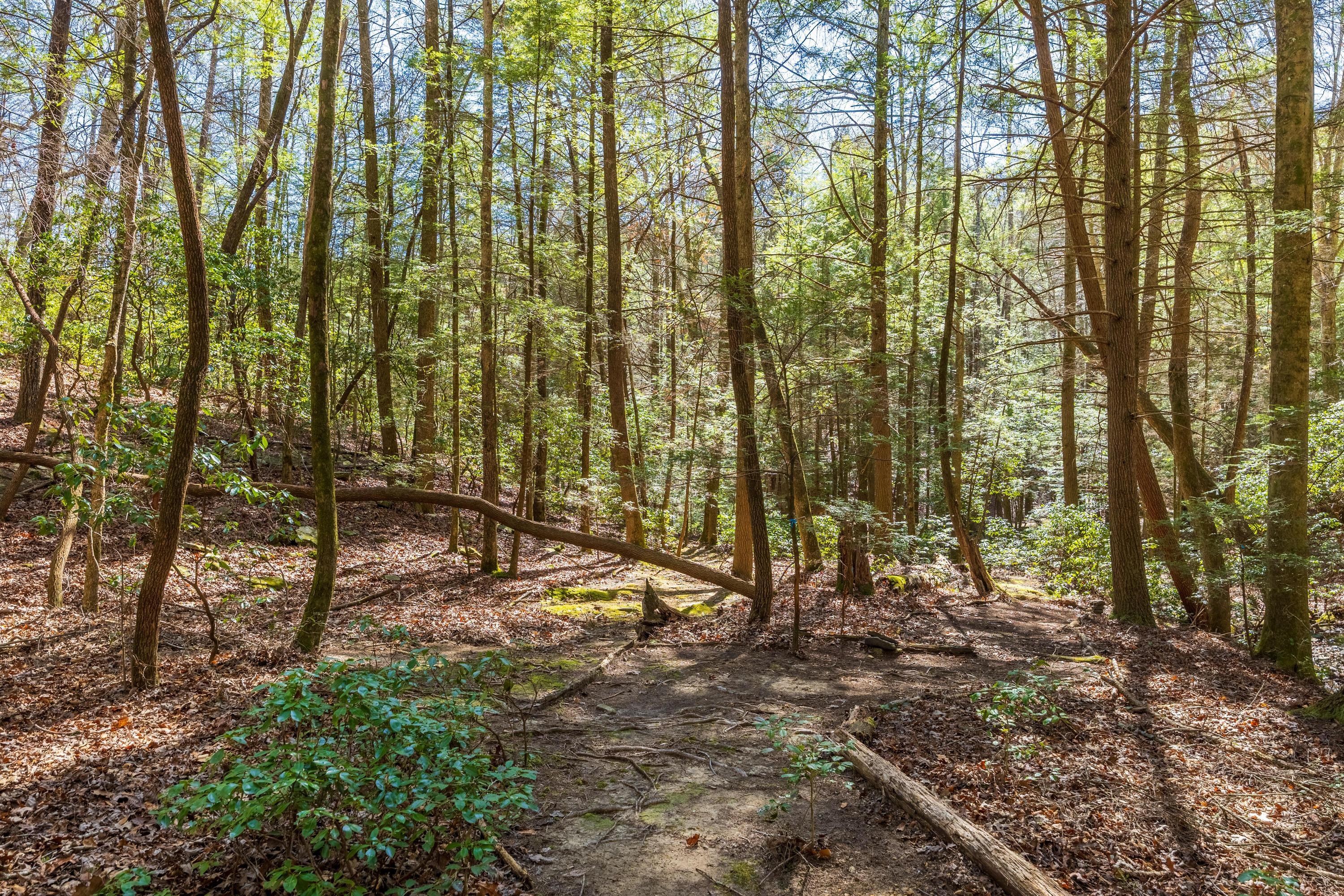 160 Tall Tree Trail, Dunlap, Tennessee image 36