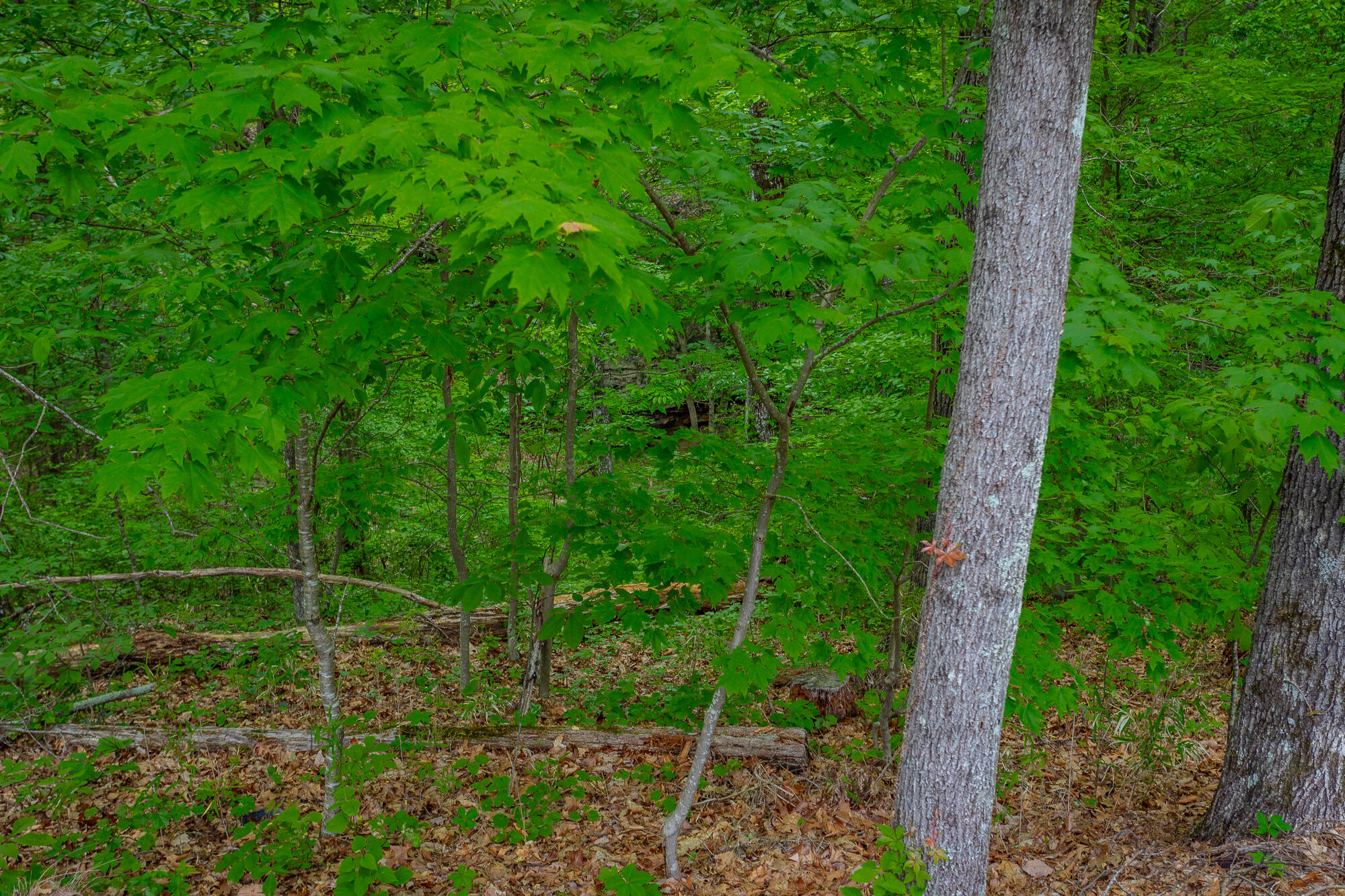 926 Montlake Road, Soddy Daisy, Tennessee image 26