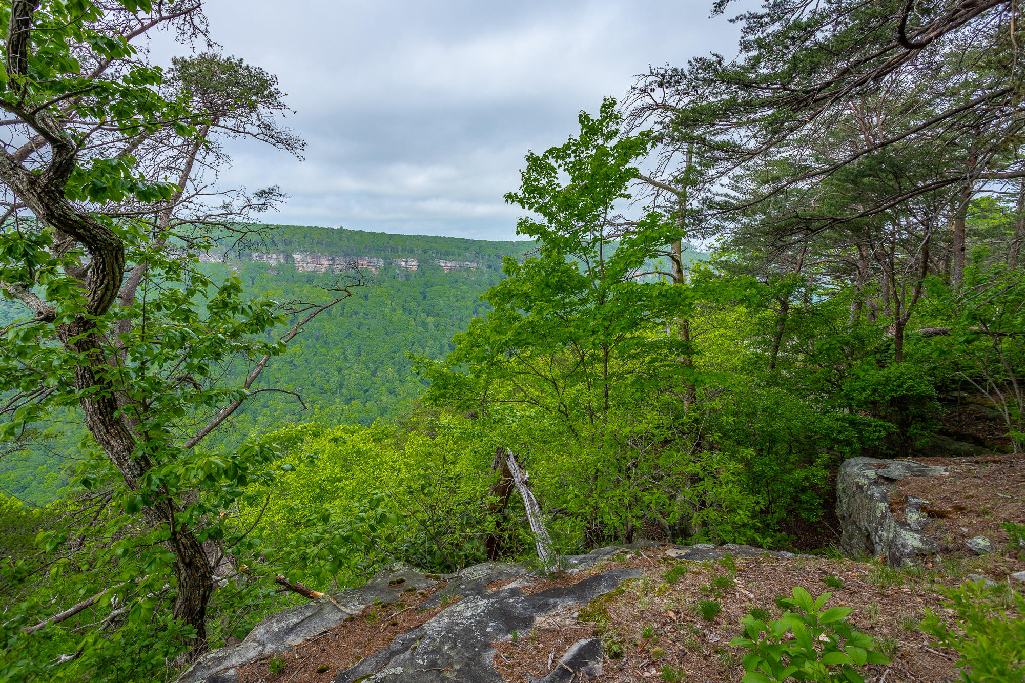 926 Montlake Road, Soddy Daisy, Tennessee image 11