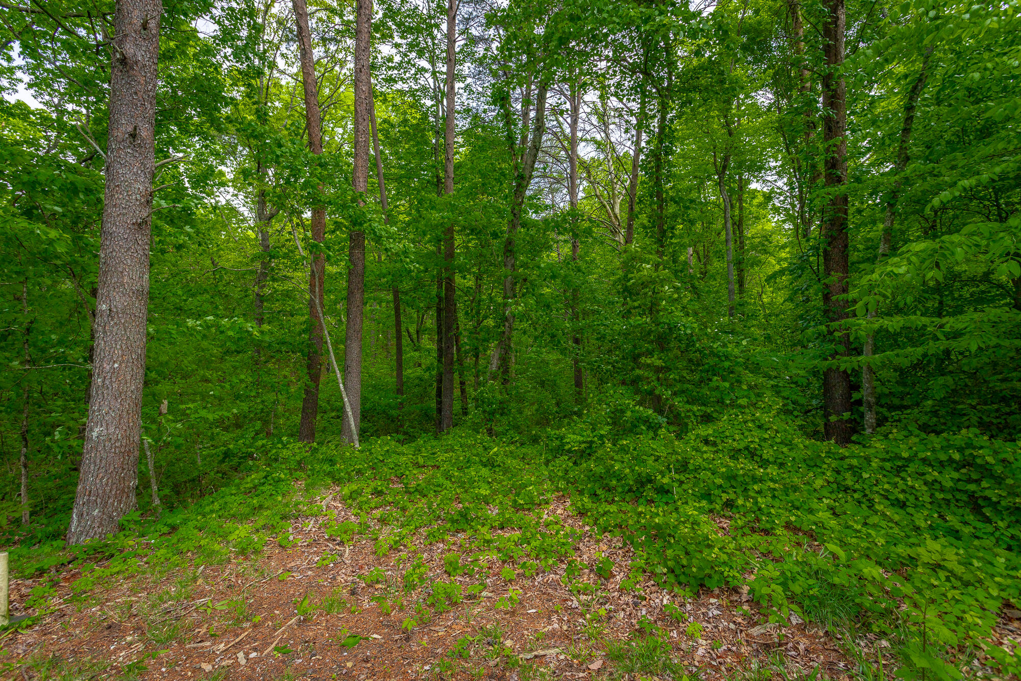 926 Montlake Road, Soddy Daisy, Tennessee image 3