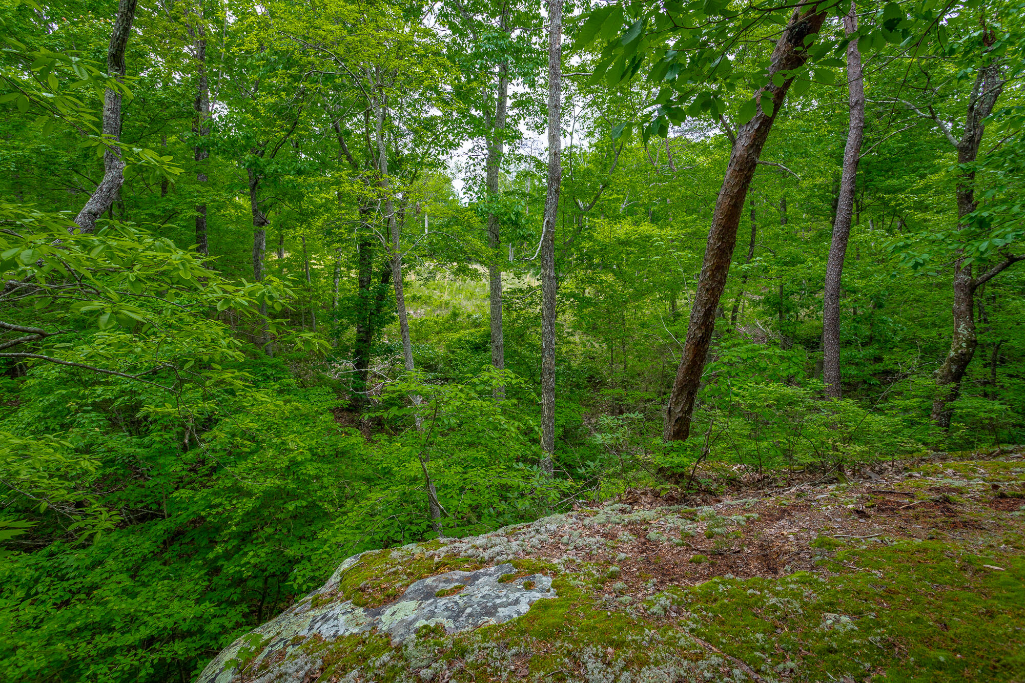 926 Montlake Road, Soddy Daisy, Tennessee image 19