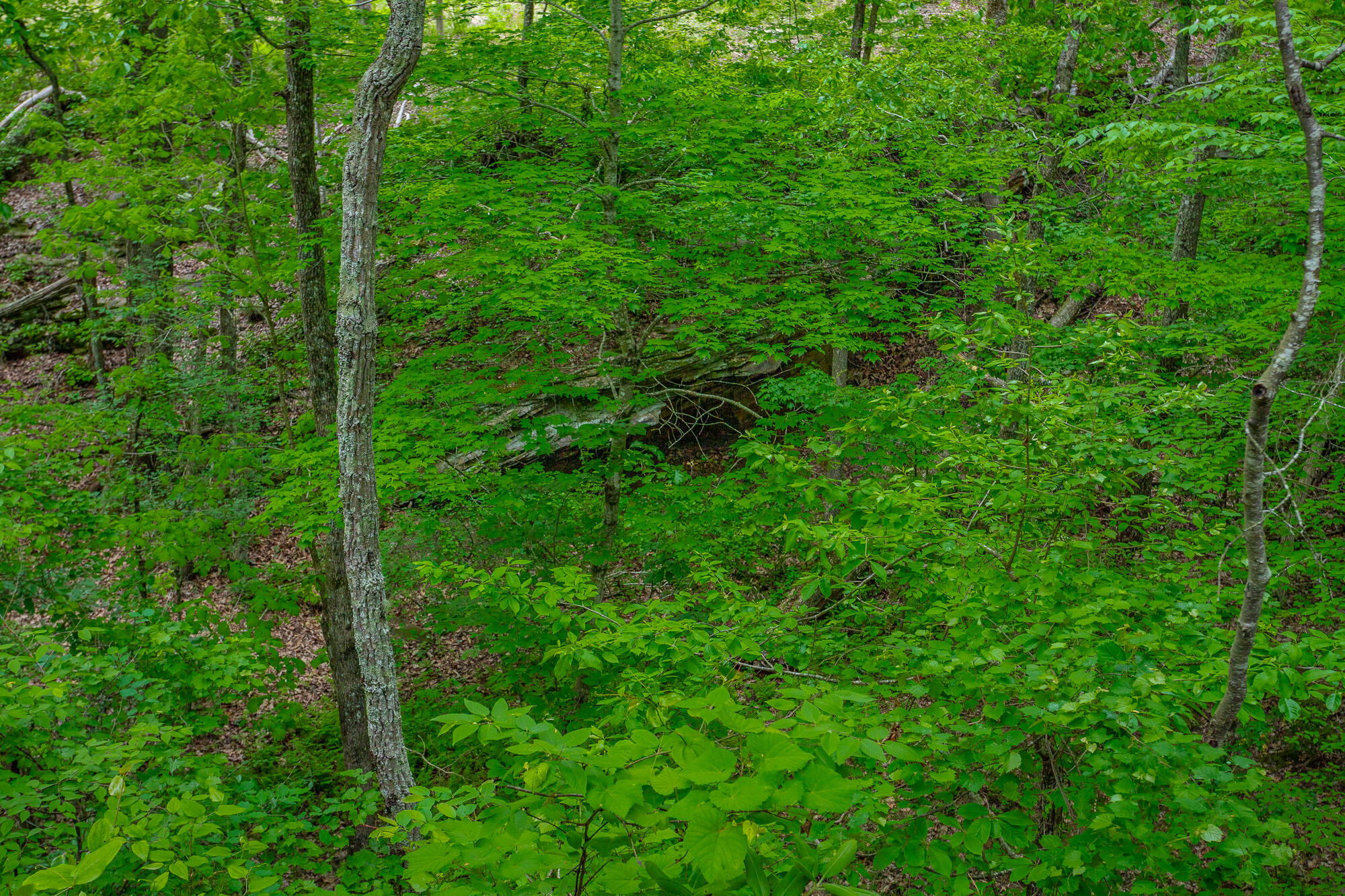 926 Montlake Road, Soddy Daisy, Tennessee image 23