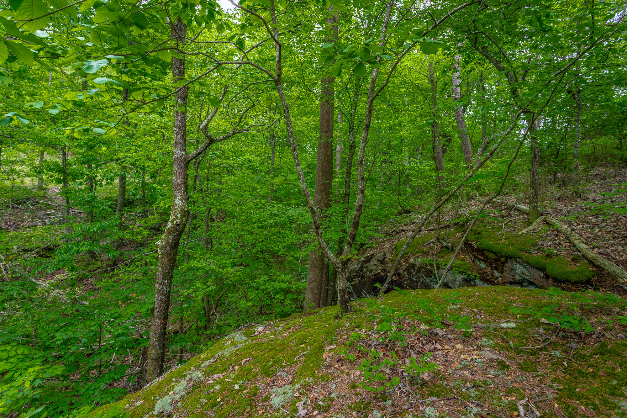 926 Montlake Road, Soddy Daisy, Tennessee image 21