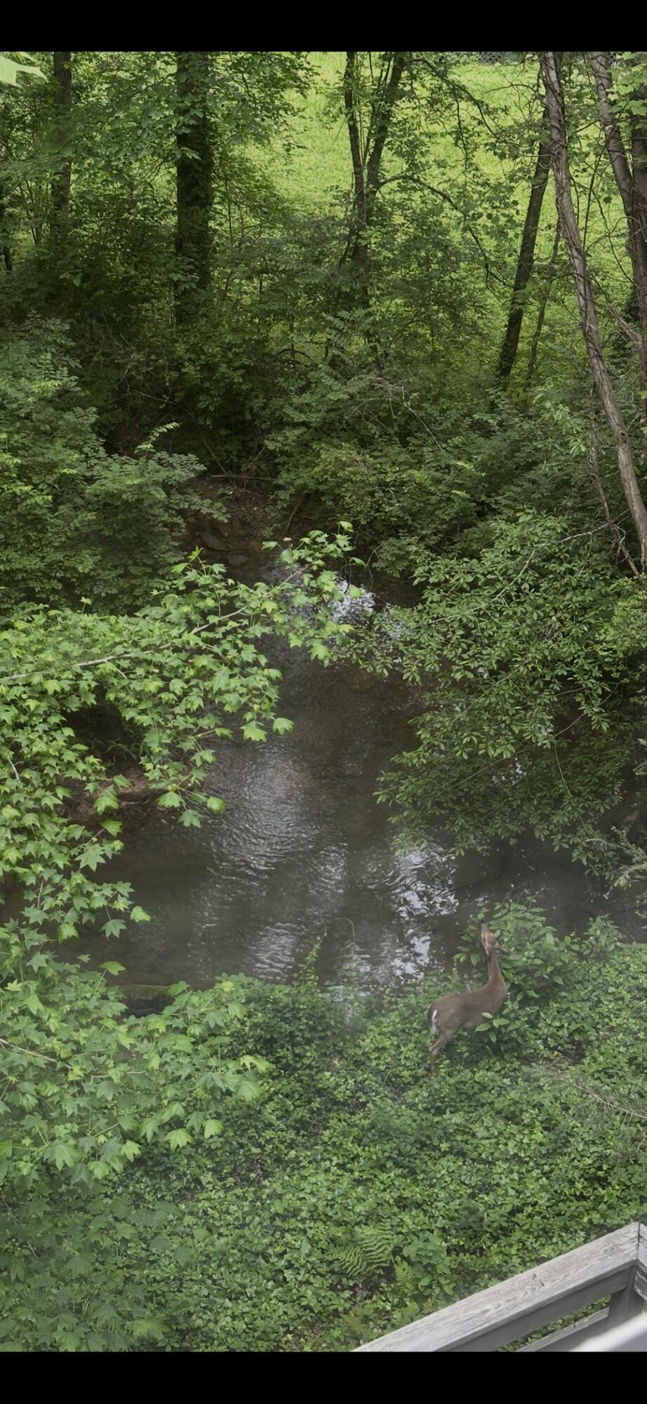413 Fern Trail, Signal Mountain, Tennessee image 26