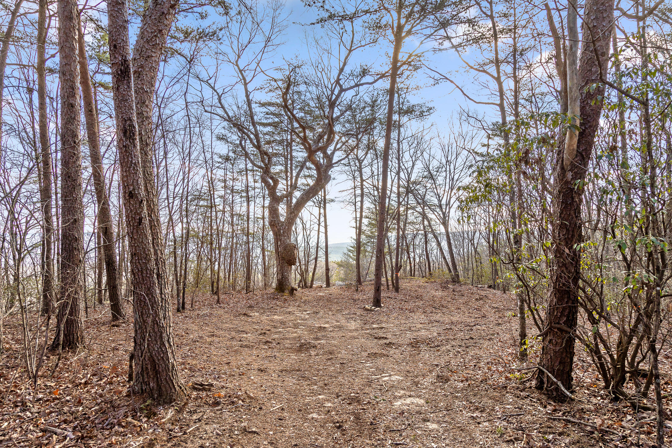 Brockdell Road, Pikeville, Tennessee image 27