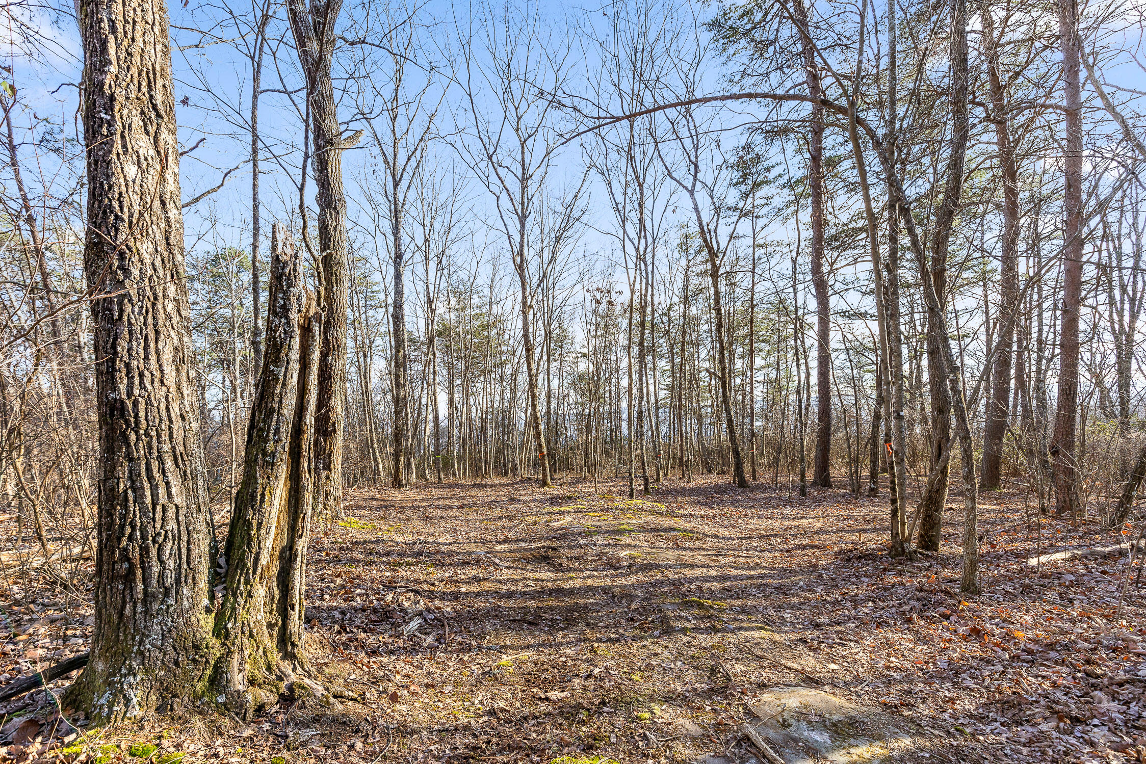 Brockdell Road, Pikeville, Tennessee image 48