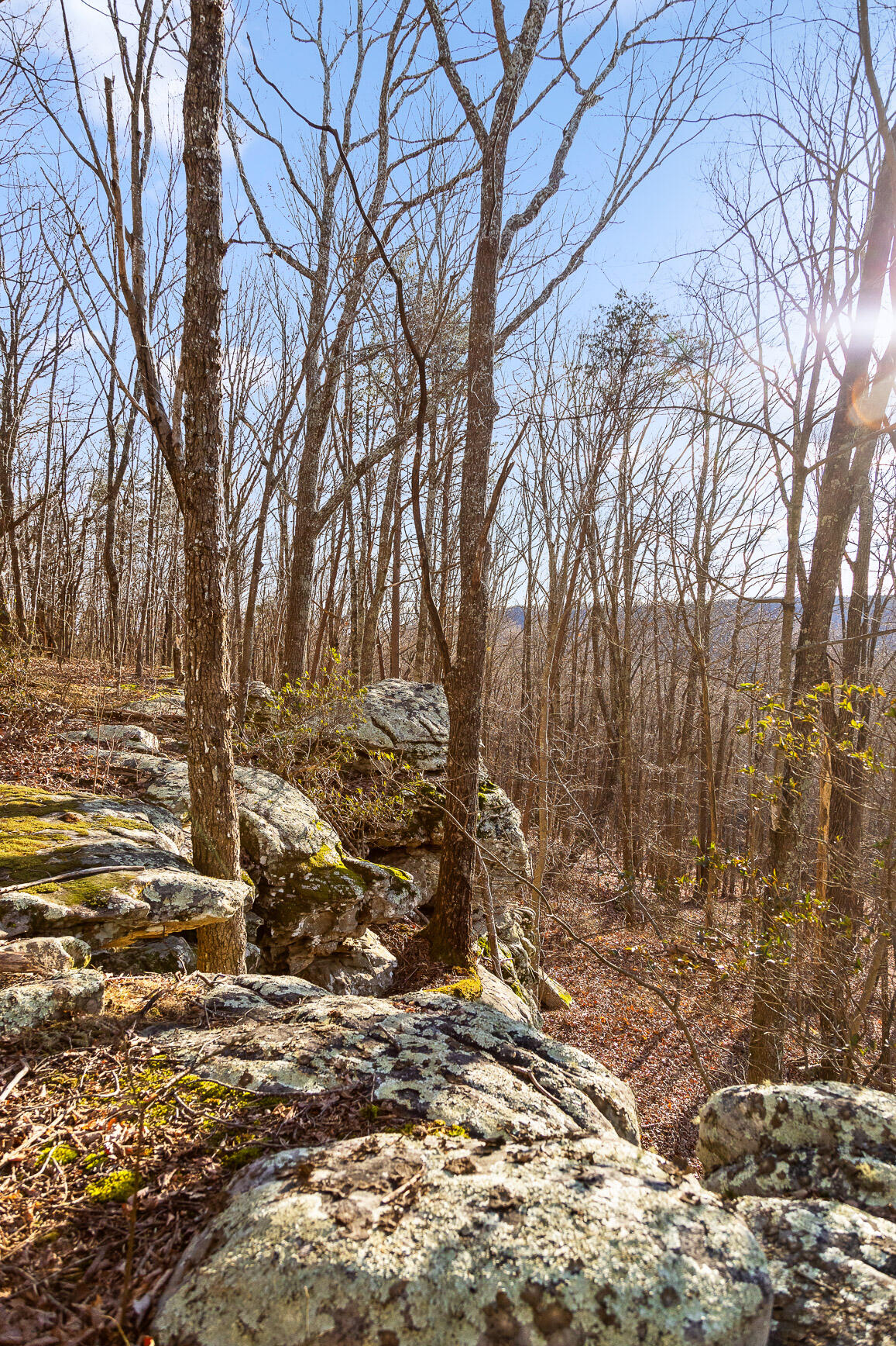 Brockdell Road, Pikeville, Tennessee image 7