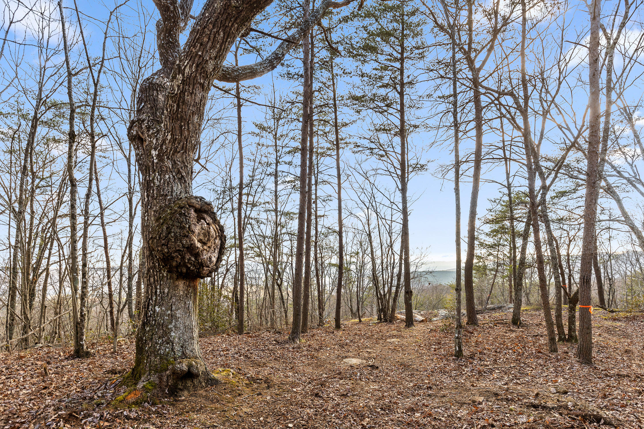 Brockdell Road, Pikeville, Tennessee image 6