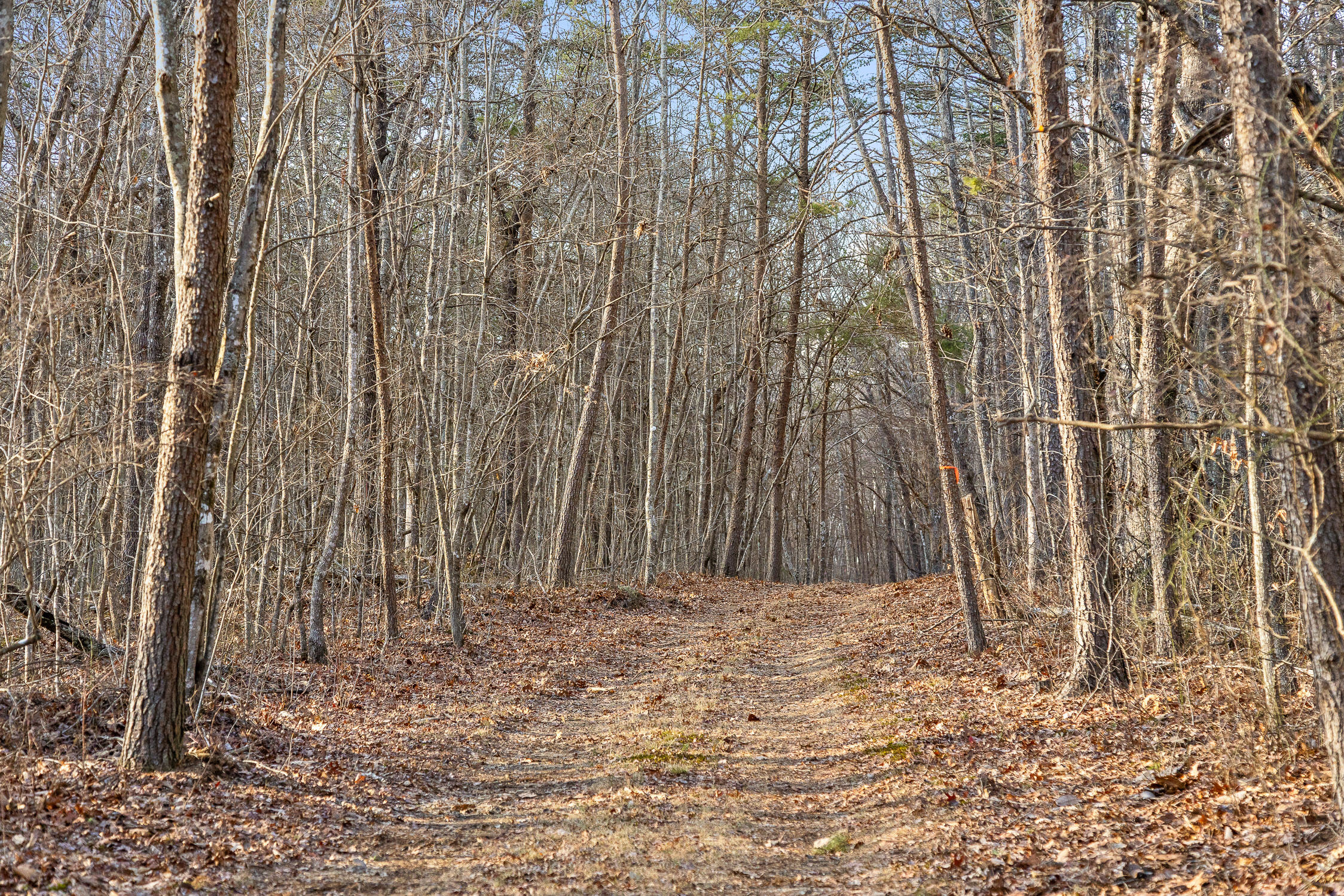 Brockdell Road, Pikeville, Tennessee image 44