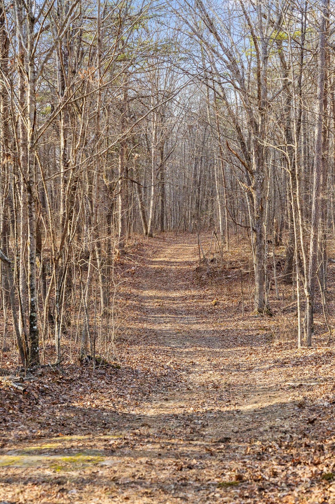 Brockdell Road, Pikeville, Tennessee image 11