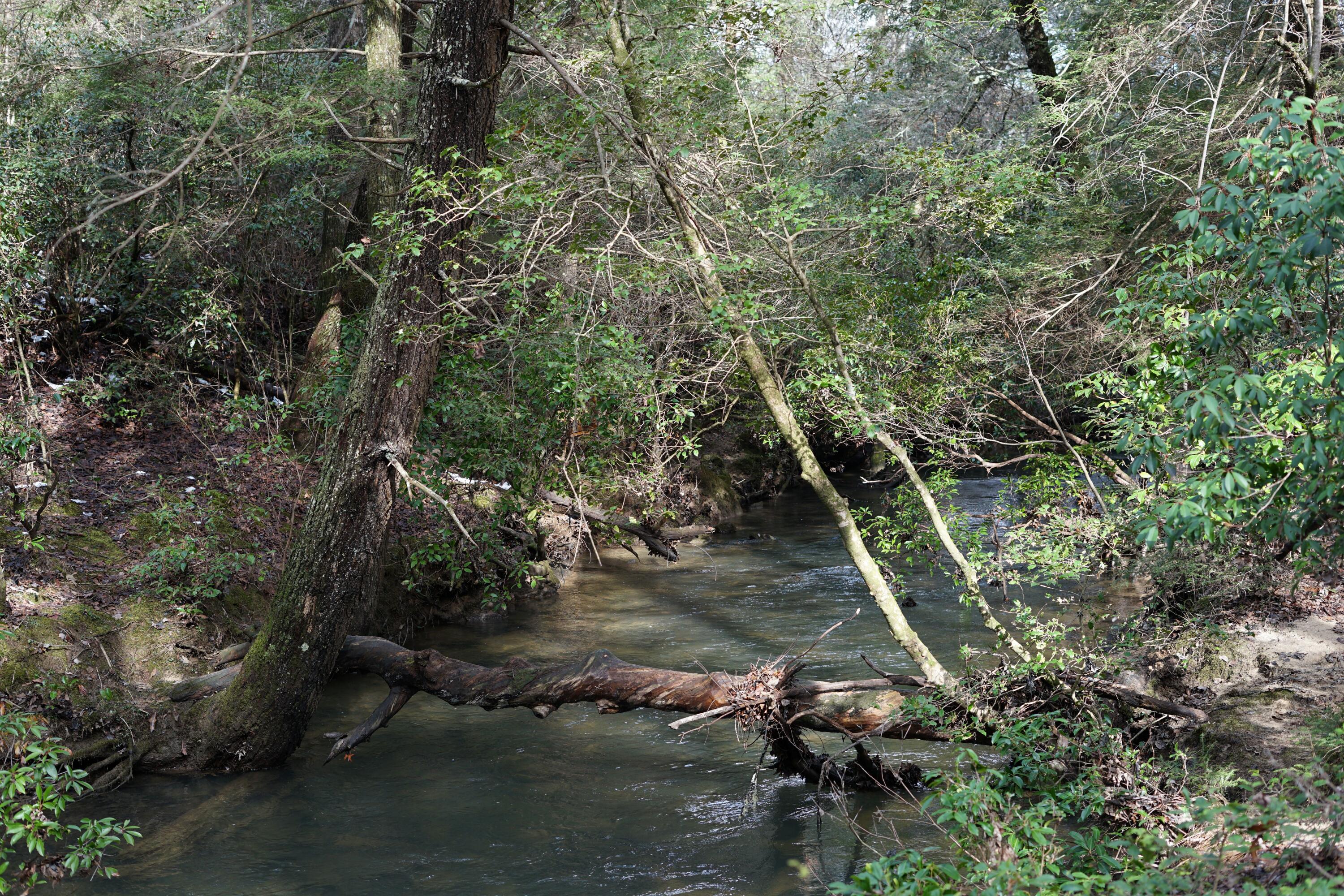 Lone Wolf Trail, Spencer, Tennessee image 2