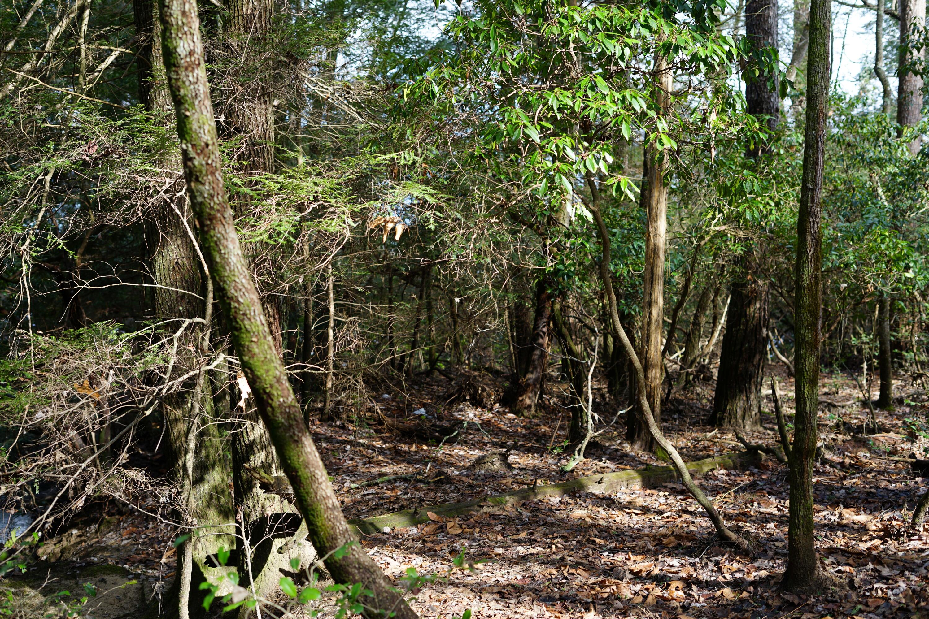 Lone Wolf Trail, Spencer, Tennessee image 13