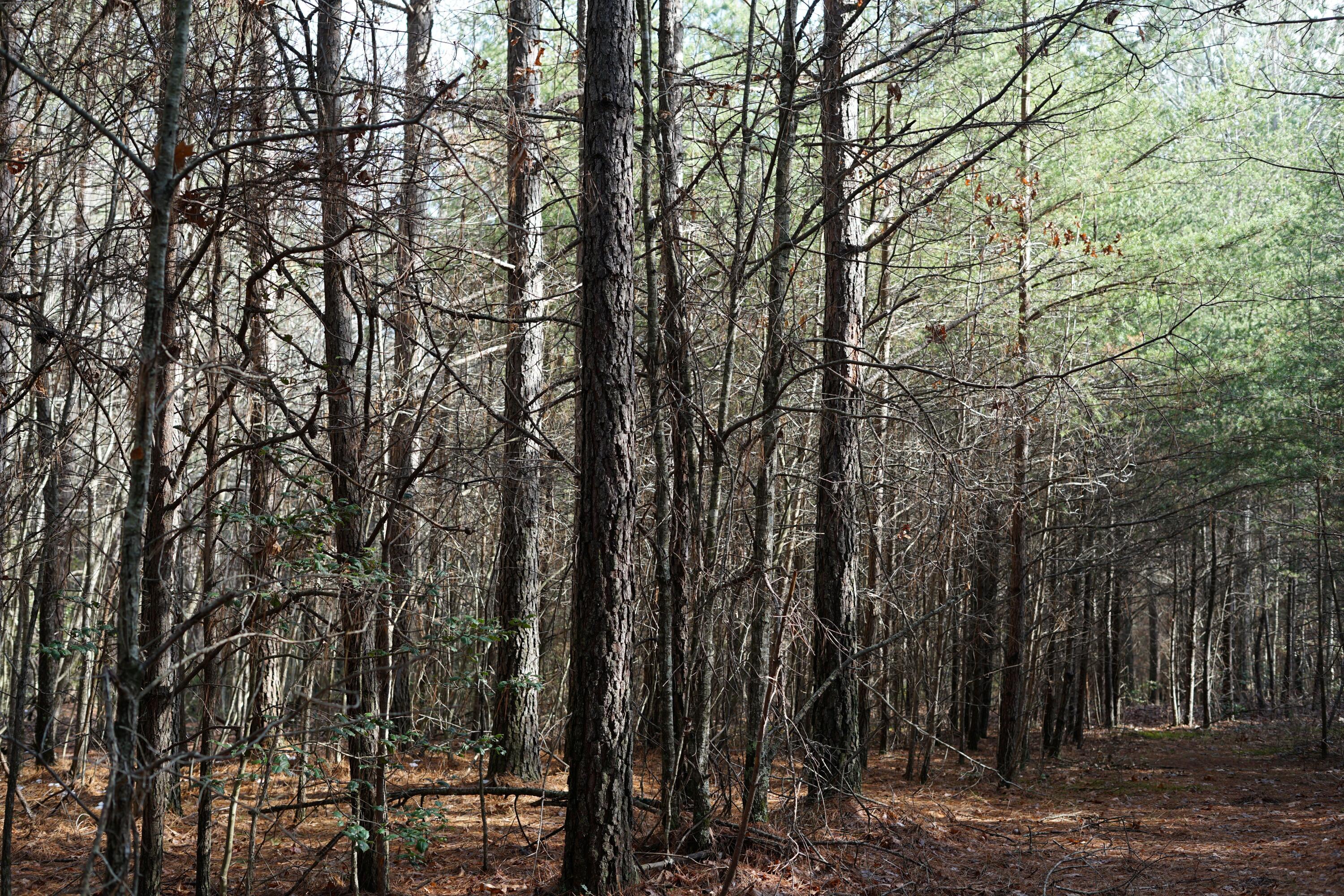 Lone Wolf Trail, Spencer, Tennessee image 8