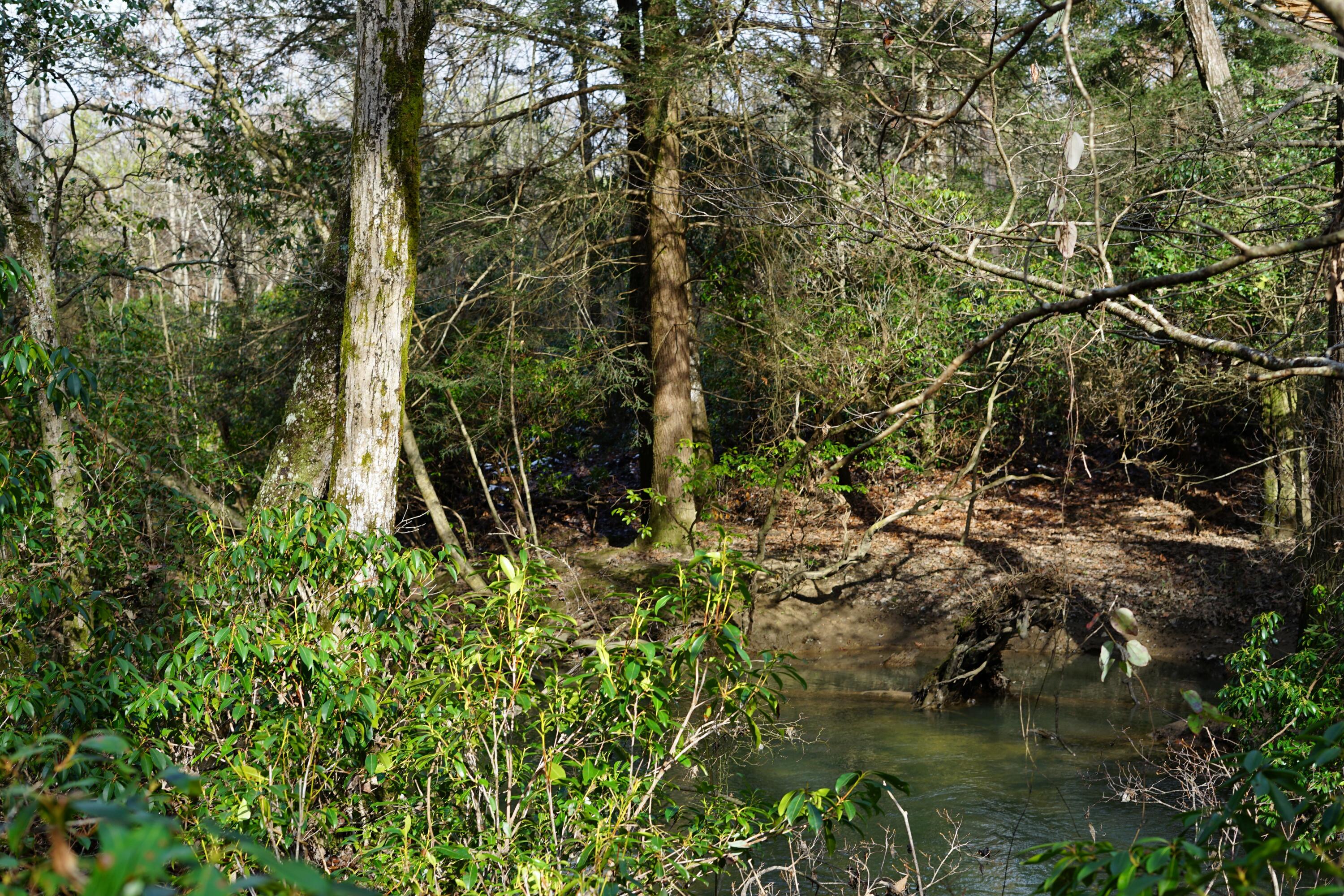 Lone Wolf Trail, Spencer, Tennessee image 7