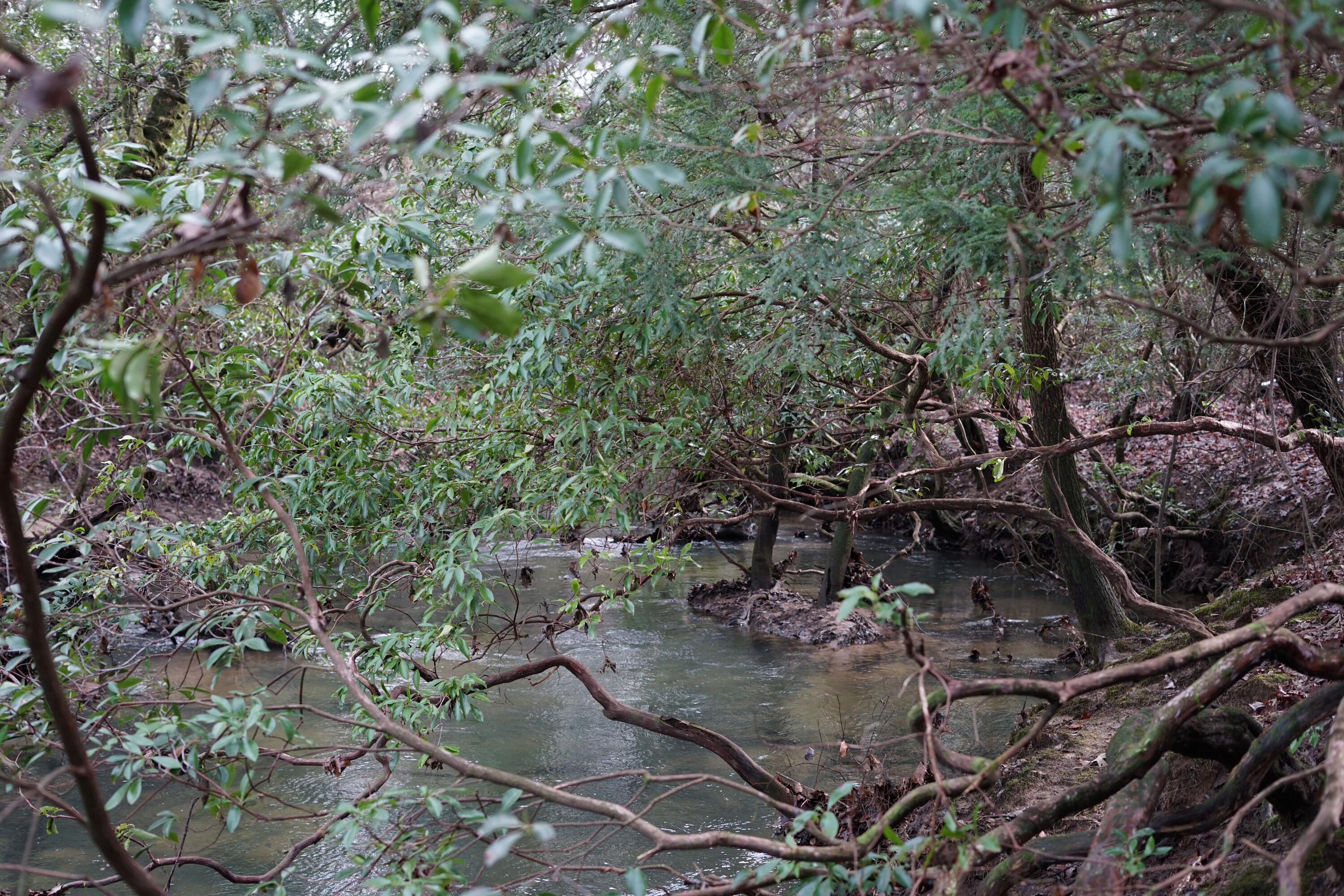 Lone Wolf Trail, Spencer, Tennessee image 6