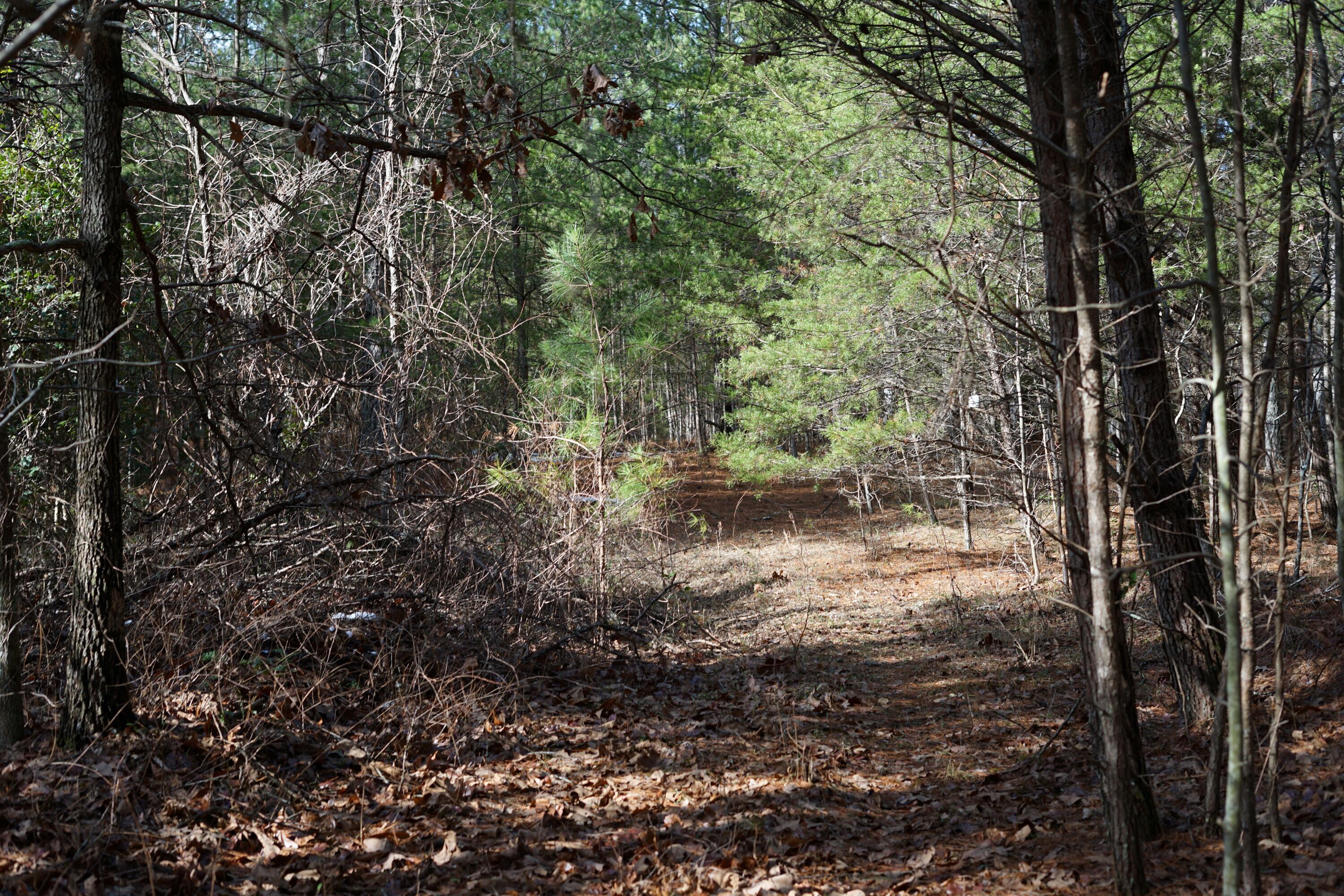 Lone Wolf Trail, Spencer, Tennessee image 11