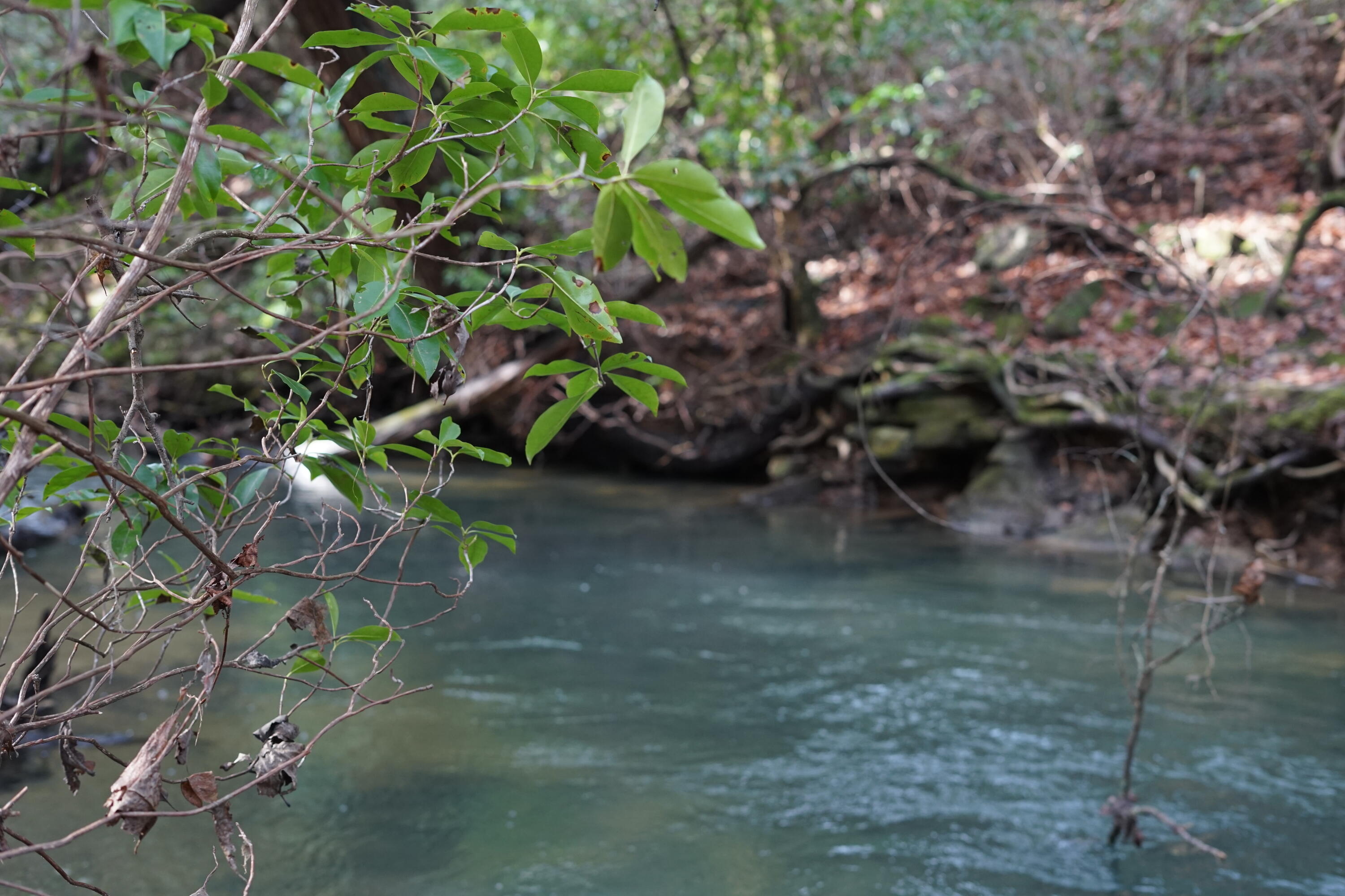 Lone Wolf Trail, Spencer, Tennessee image 5